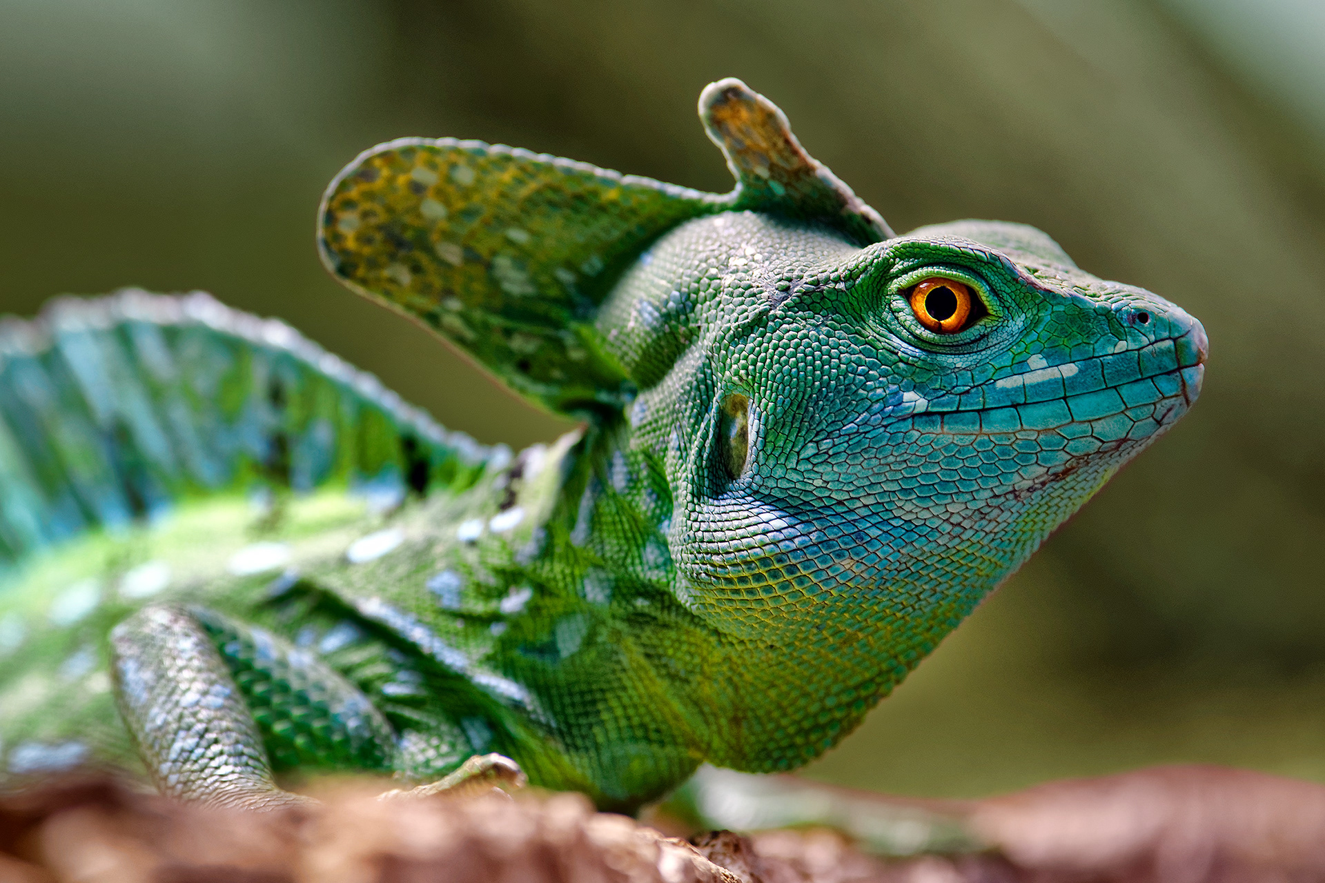 Green basilisk (male) - Basiliscus plumifrons