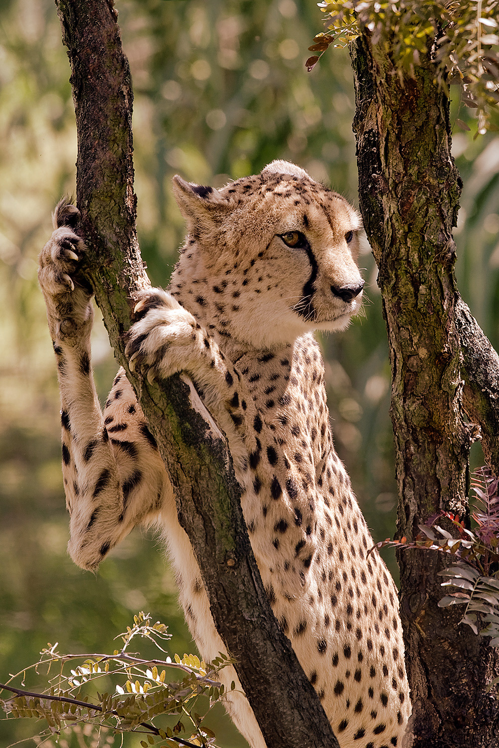 Cheetah - Acinonyx jubatus