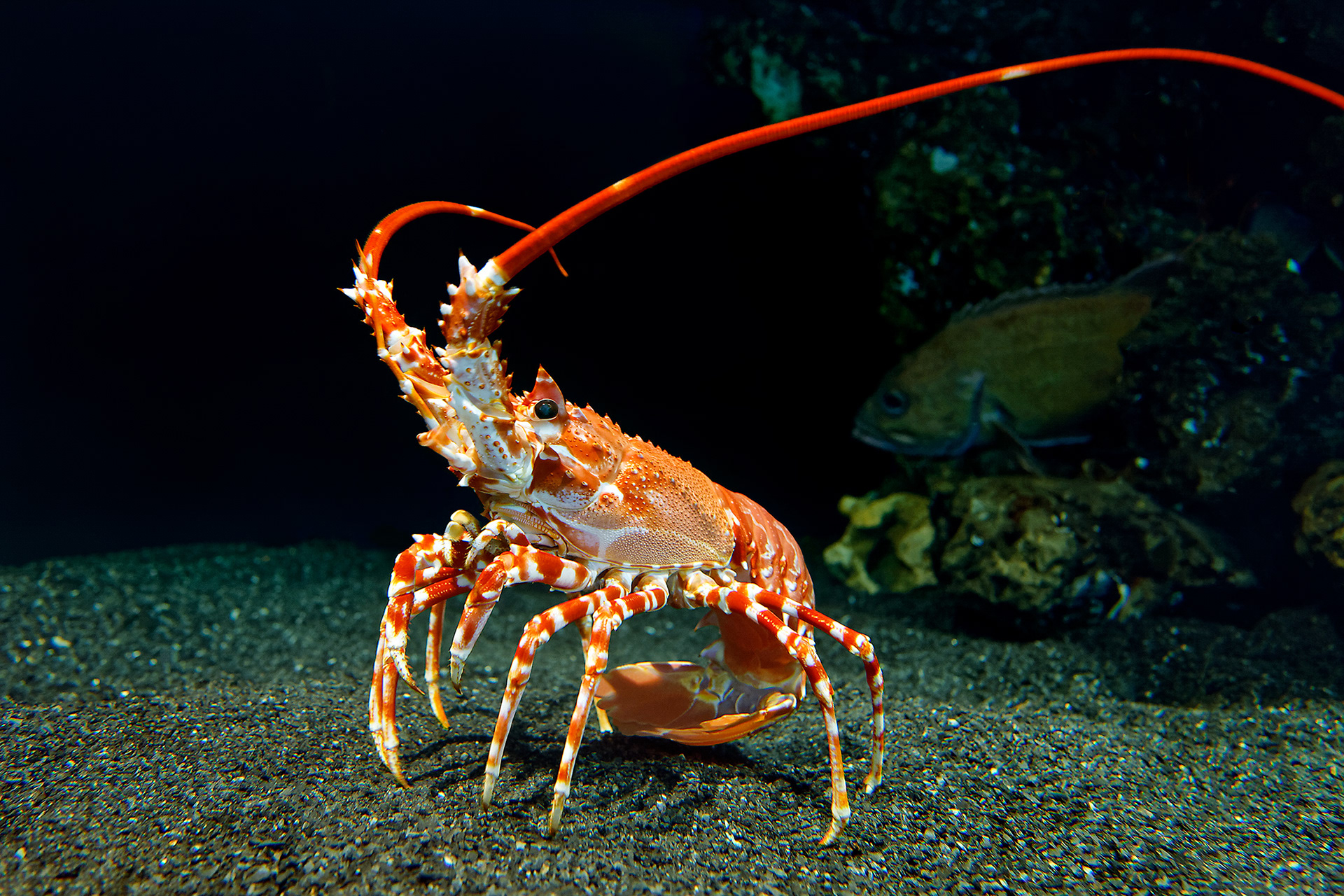 Southern spiny lobster - Palinurus gilchristi