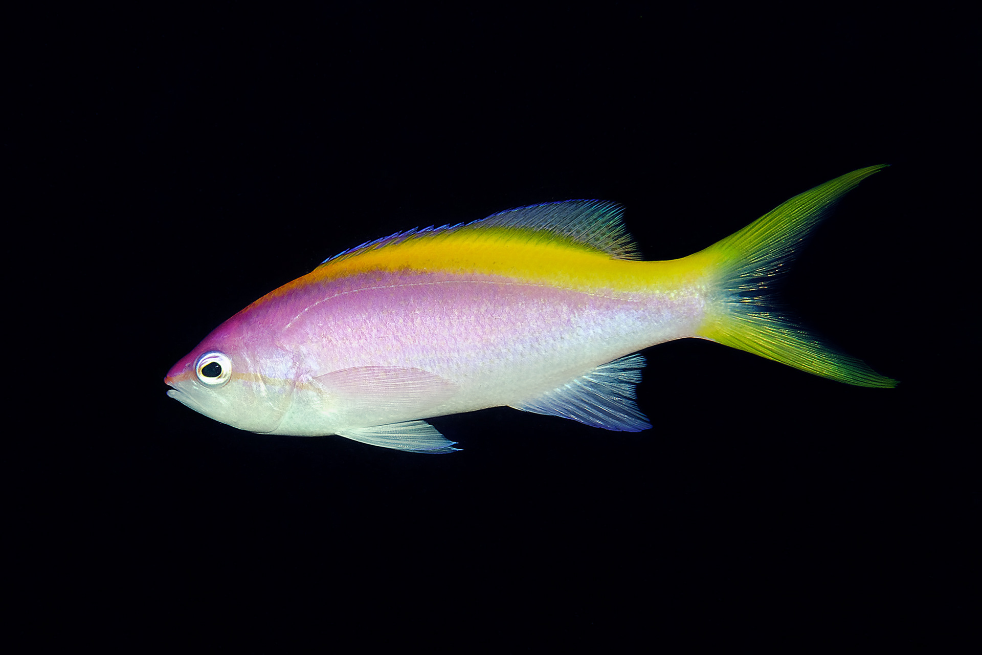 Yellowback anthias - Pseudanthias evansi