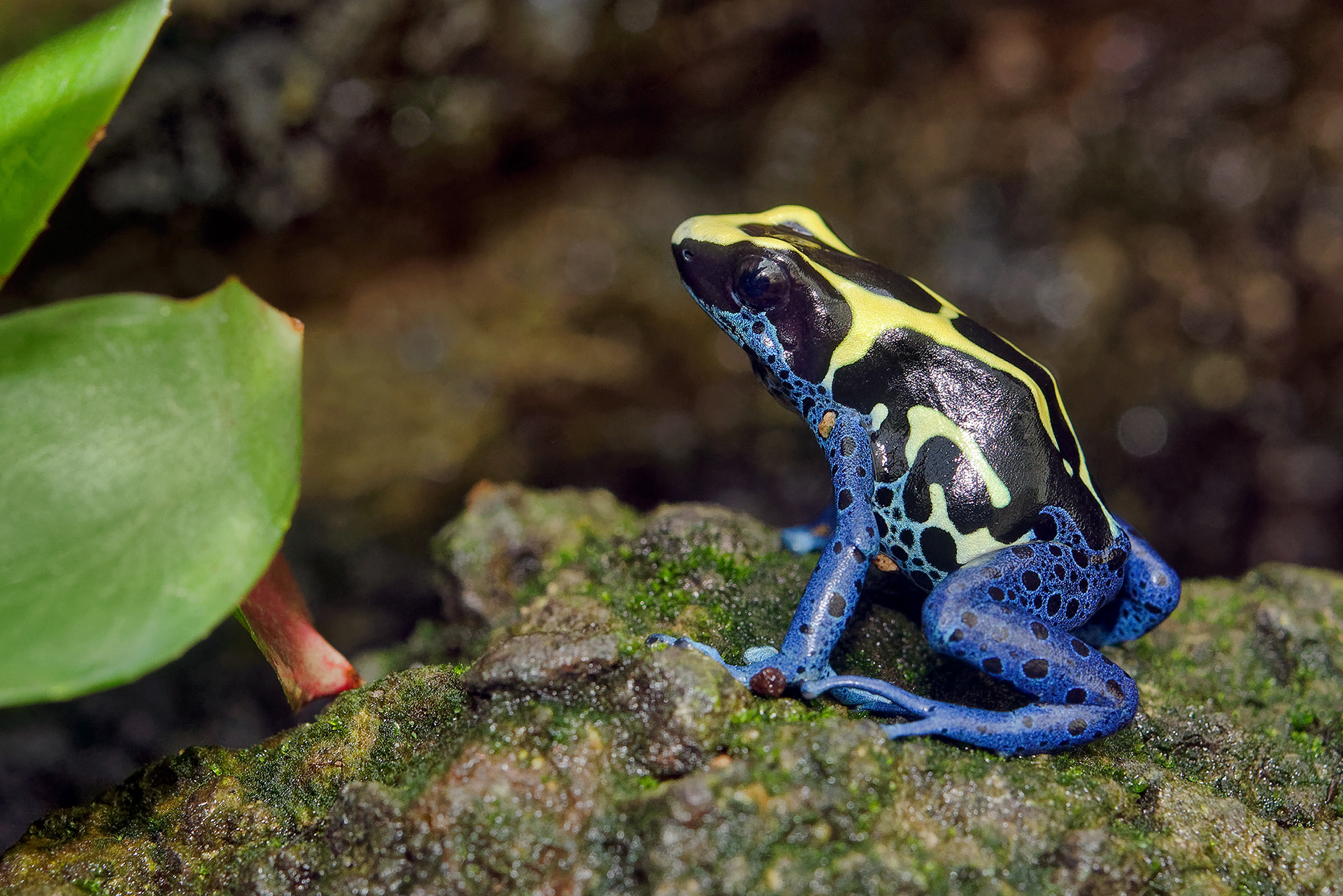 Dyeing poison dart frog - Dendrobates tinctorius
