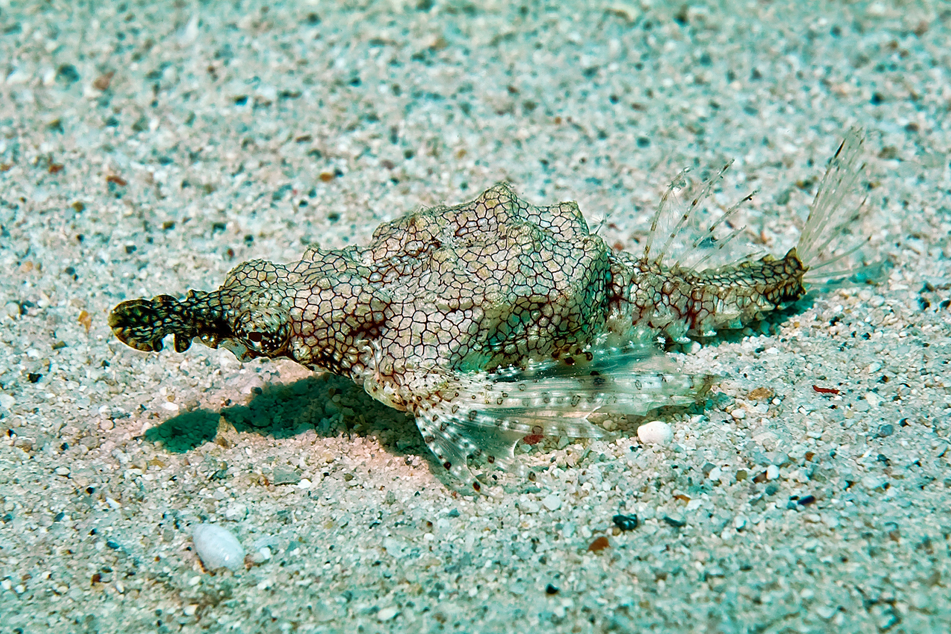 Short dragonfish- Eurypegasus draconis
