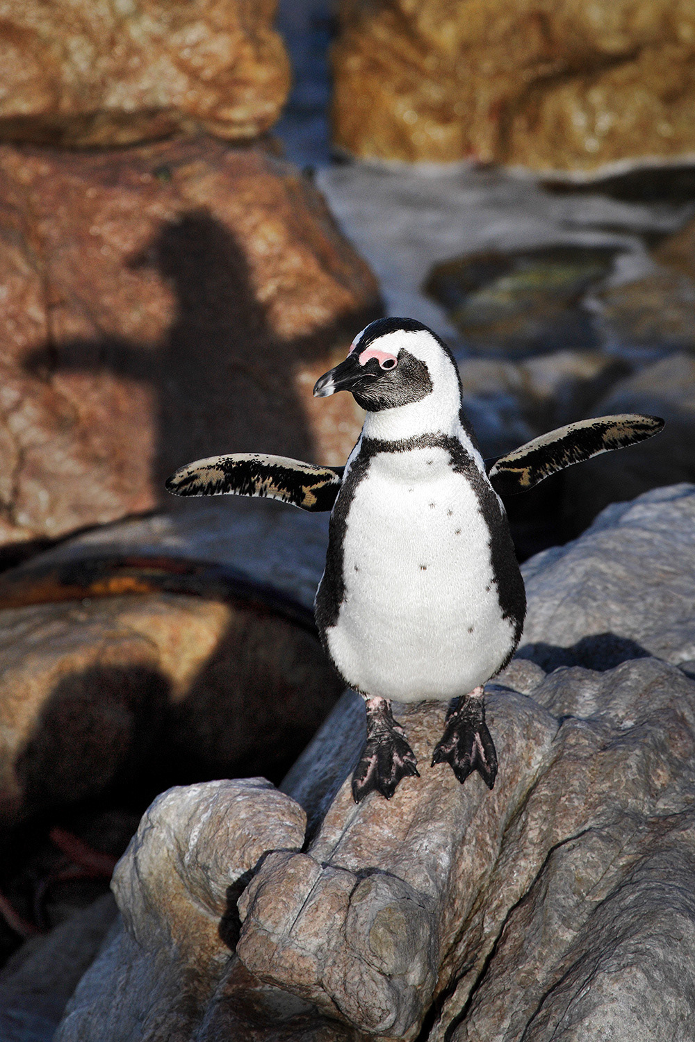 African penguin - Spheniscus demersus