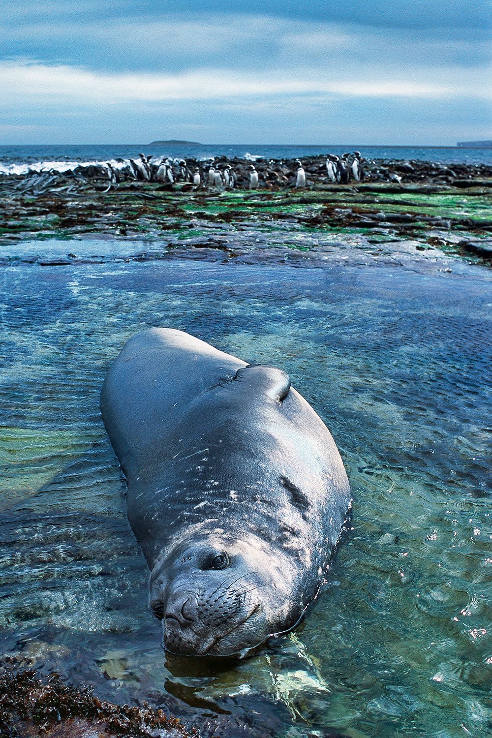 Southern Elephant seal - Mirounga leonina