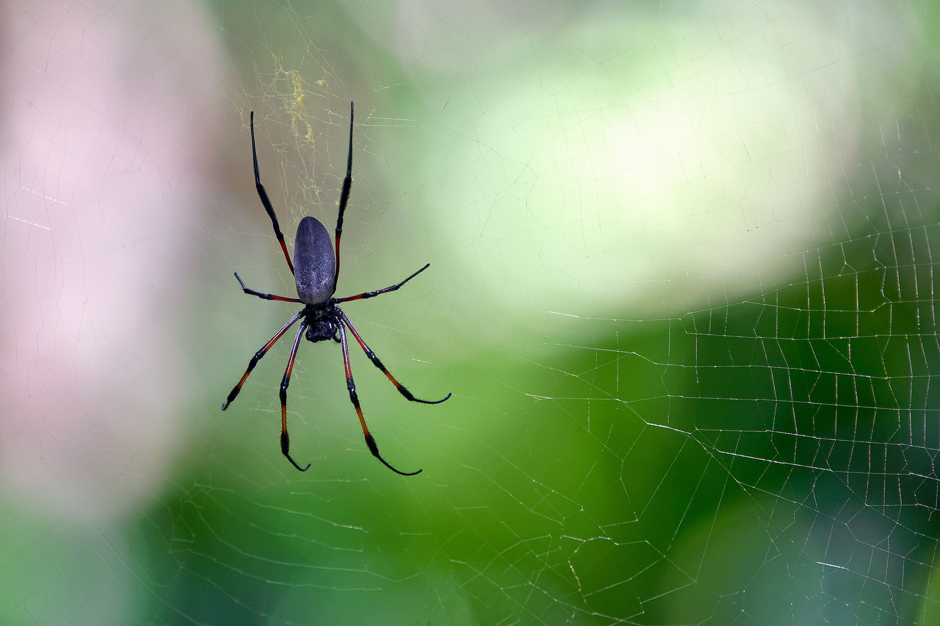 Red-legged golden orb-web spider - Nephila inaurata
