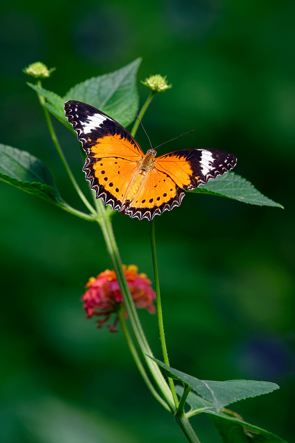 Leopard lacewing butterfly - Cethosia cyane