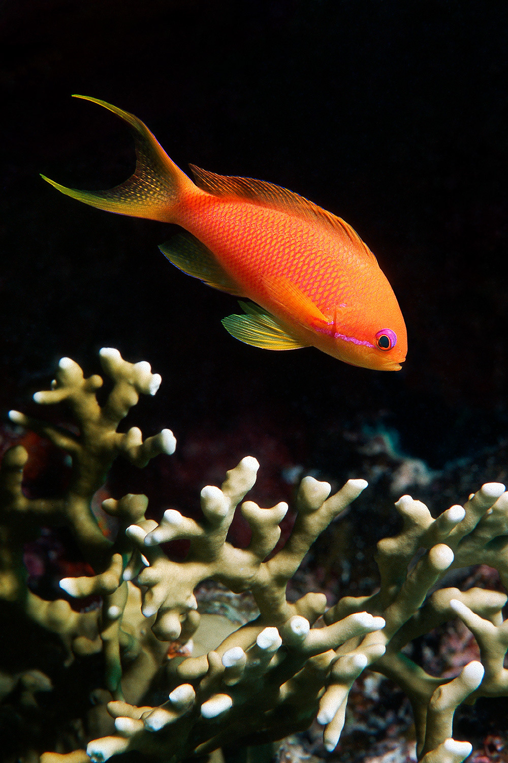 Sea goldie (female) - Pseudanthias squamipinnis