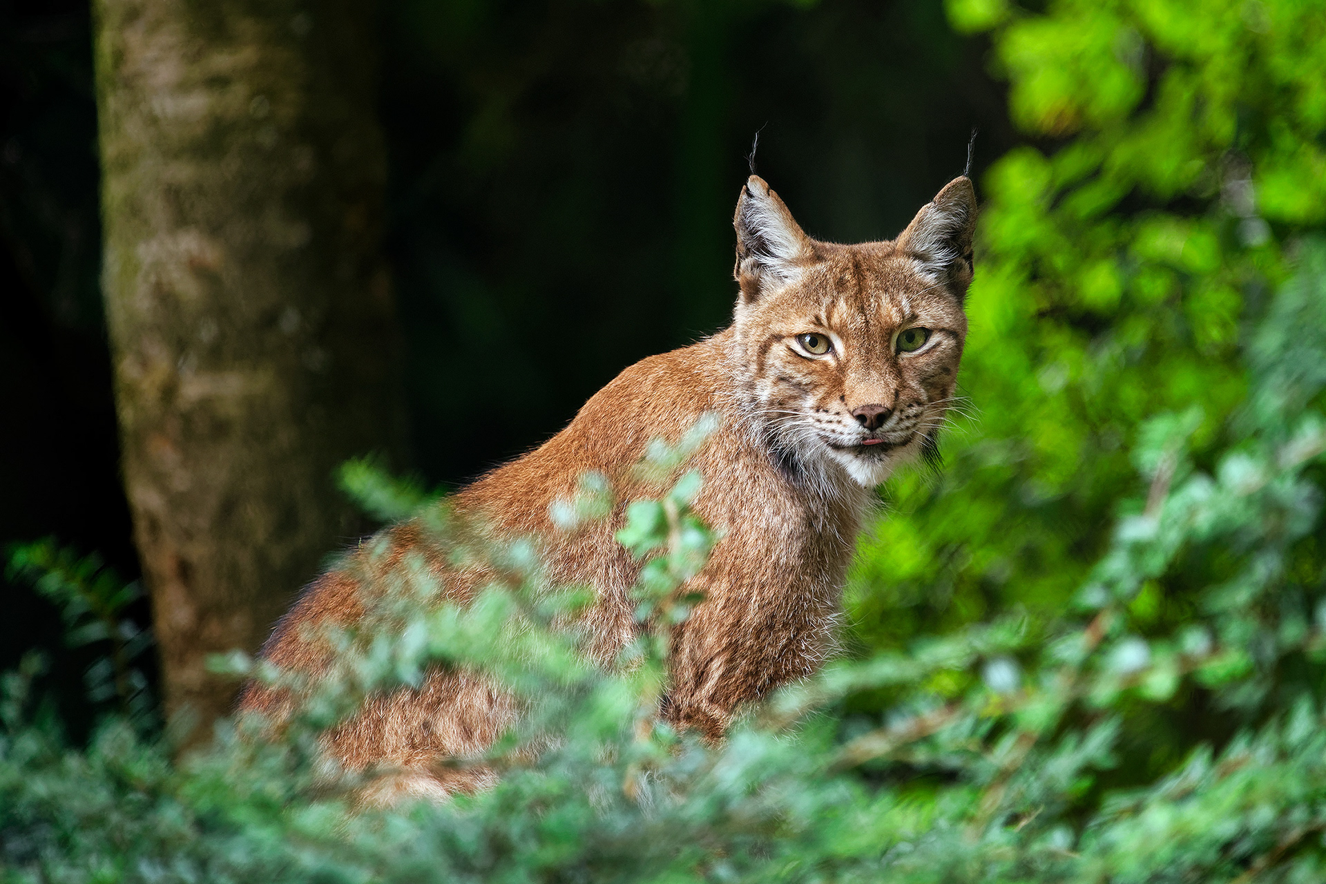 Eurasian lynx - Lynx lynx