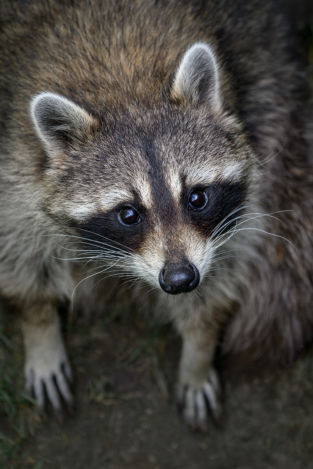 Raccoon - Procyon lotor