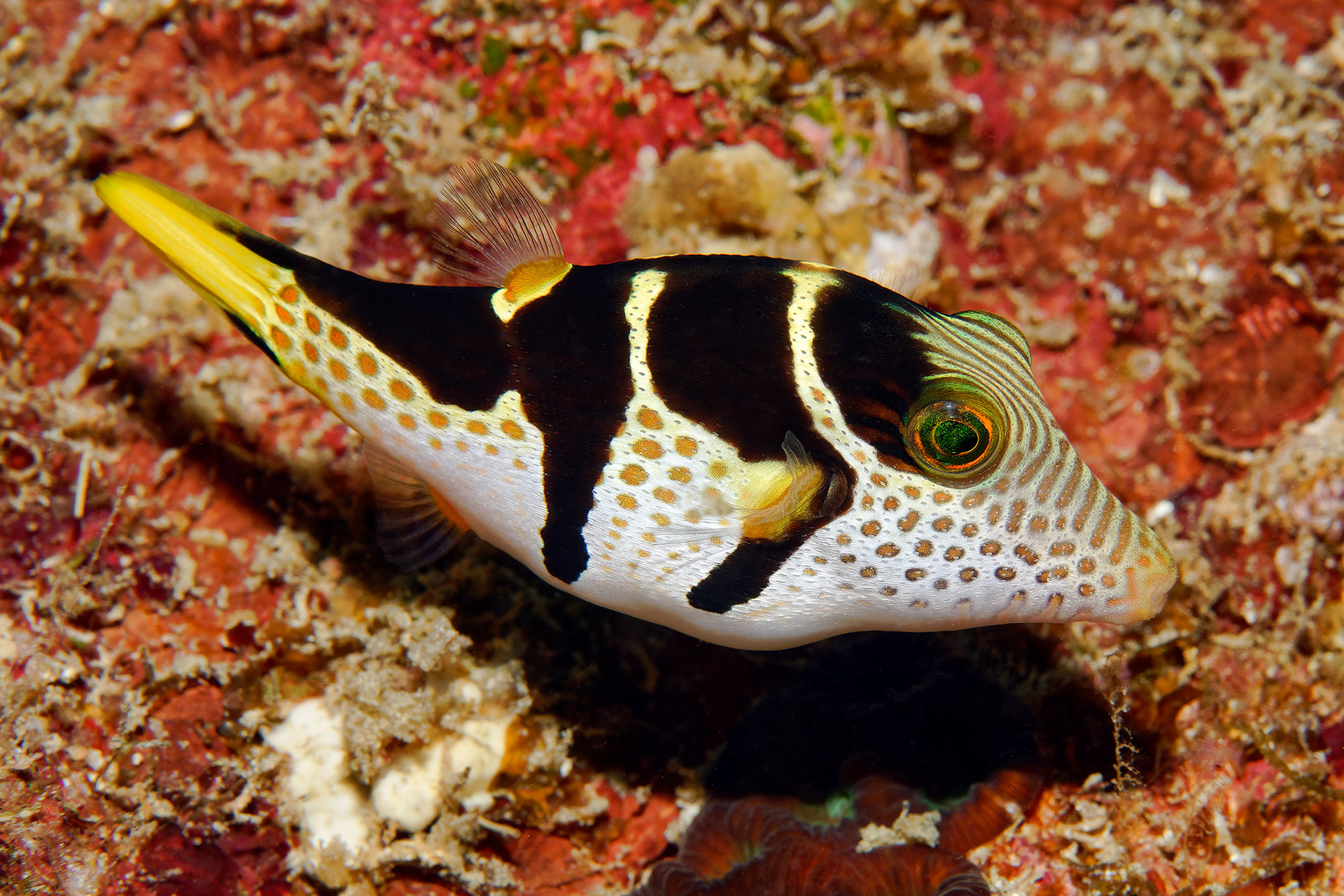 Black-saddled toby - Canthigaster valentini