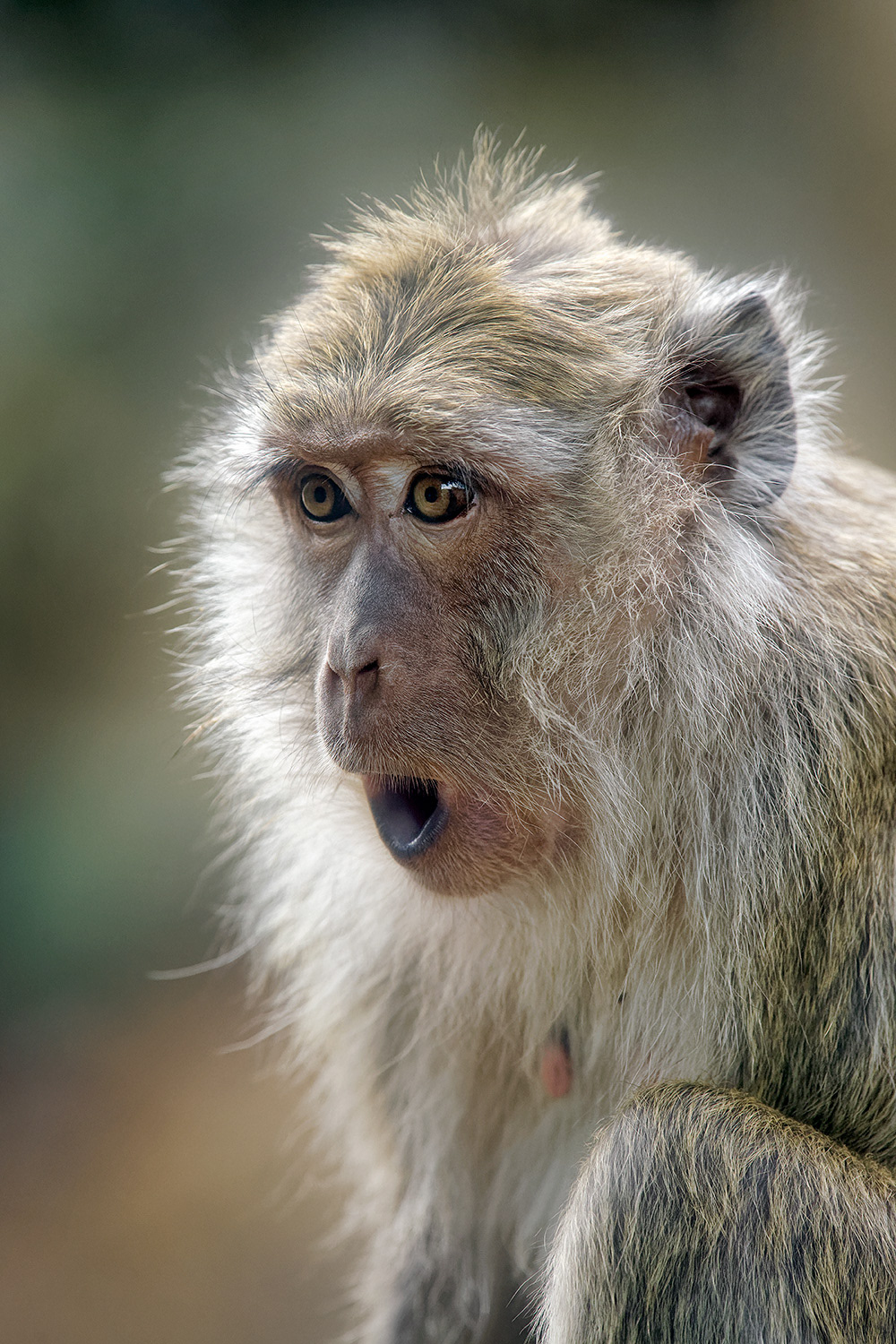Crab-eating macaque - Macaca fascicularis
