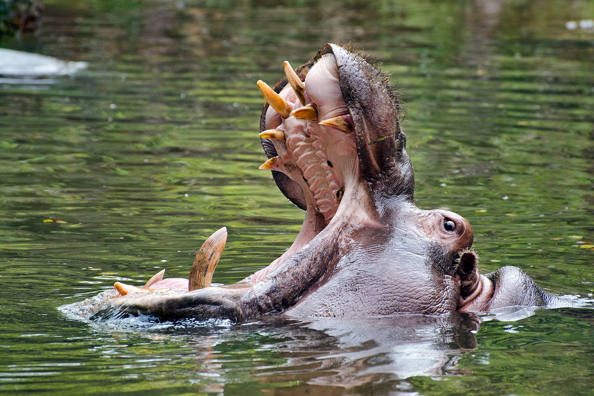 Hippopotamus - Hippopotamus amphibius