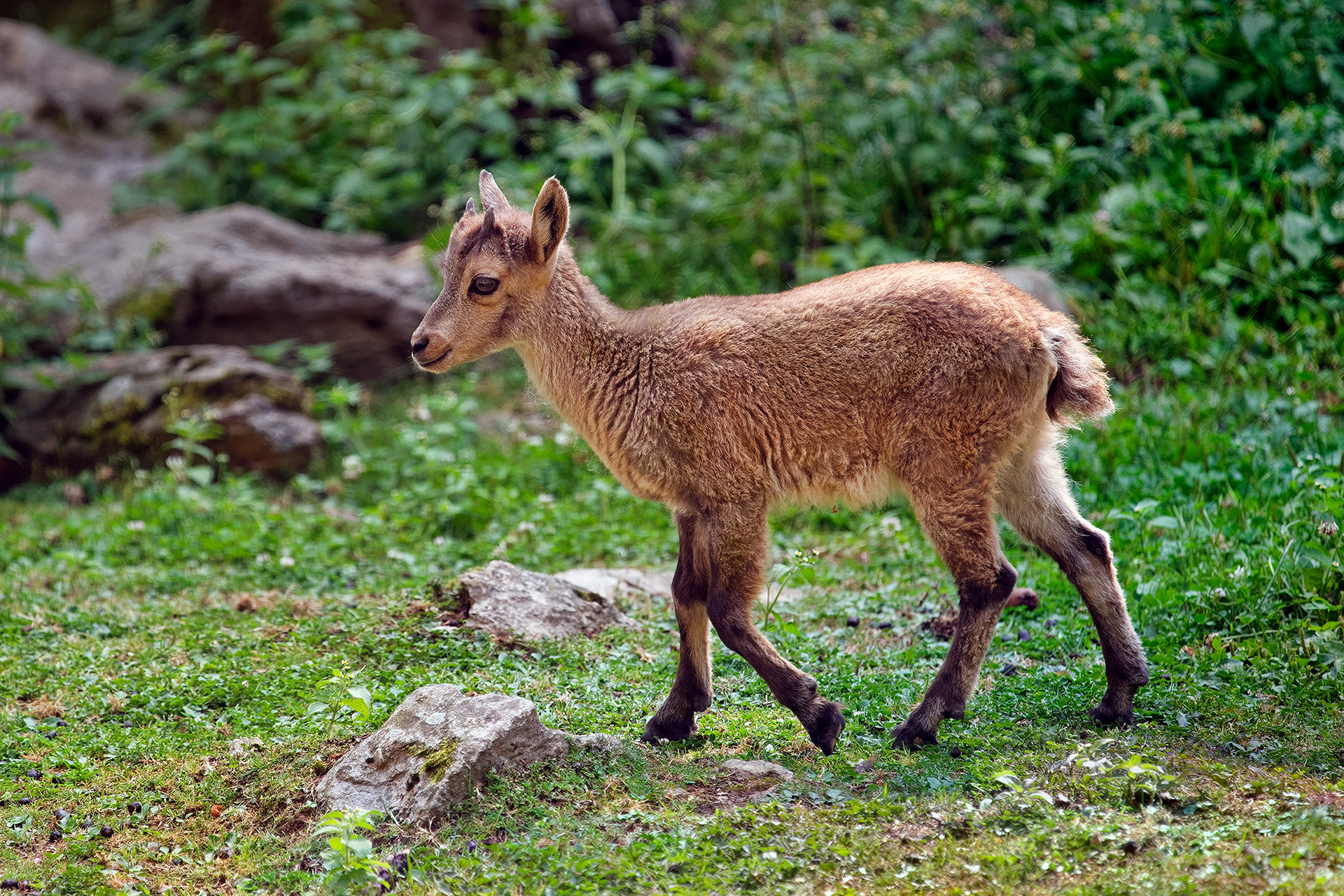 Chamois kid - Rupicapra rupicapra