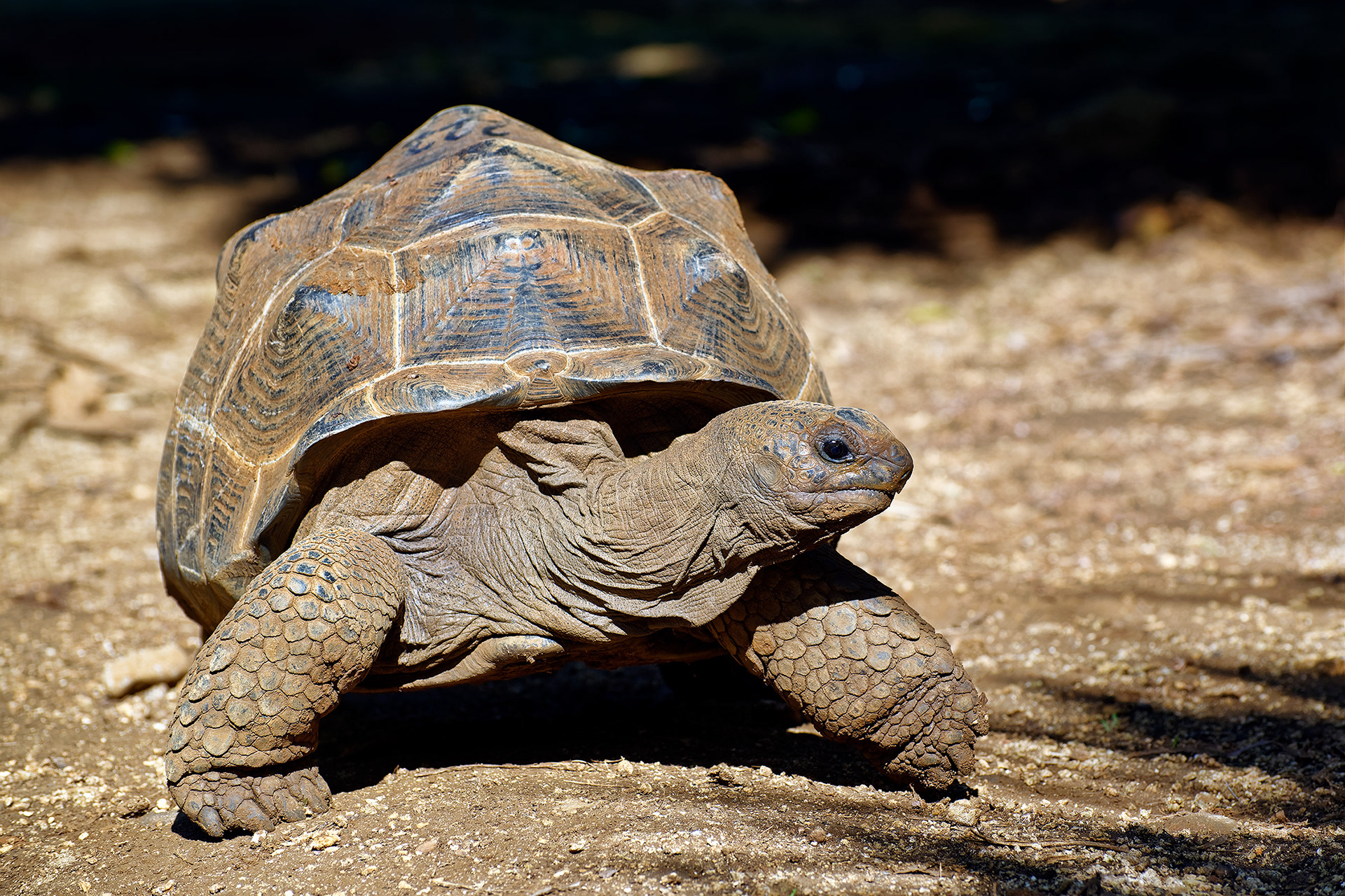 Aldabra giant tortoise - Aldabrachelys gigantea