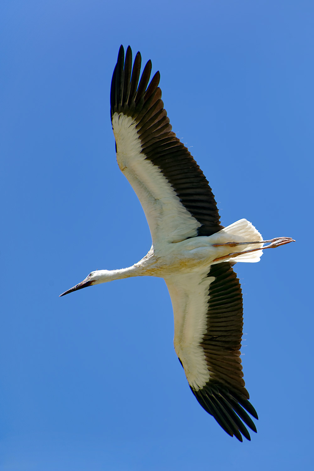 White stork - Ciconia ciconia