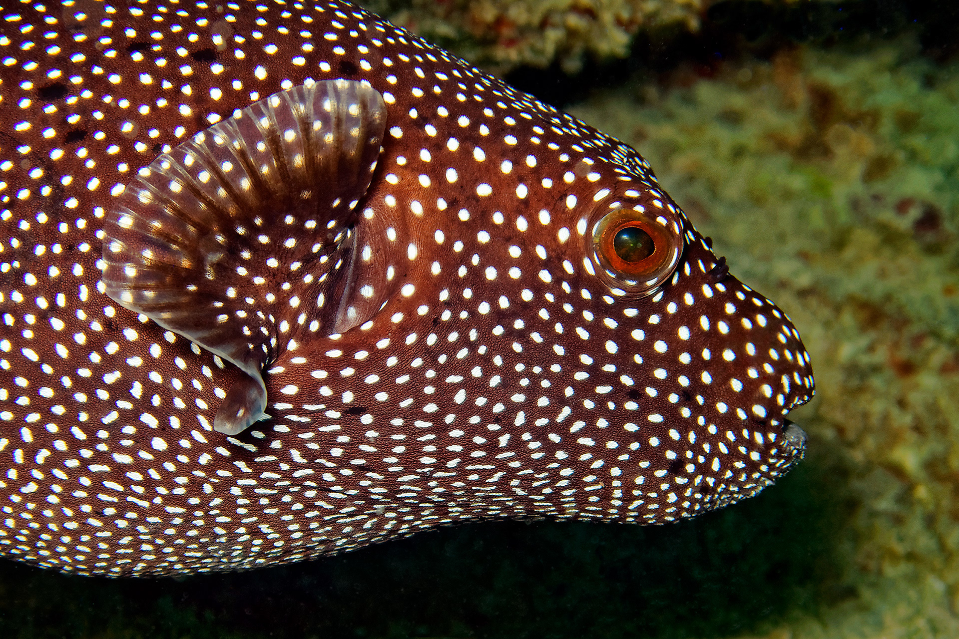 Guineafawl puffer - Arothron meleagris