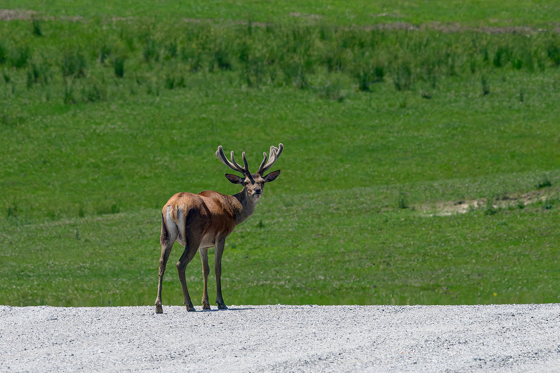 Red deer - Cervus elaphus
