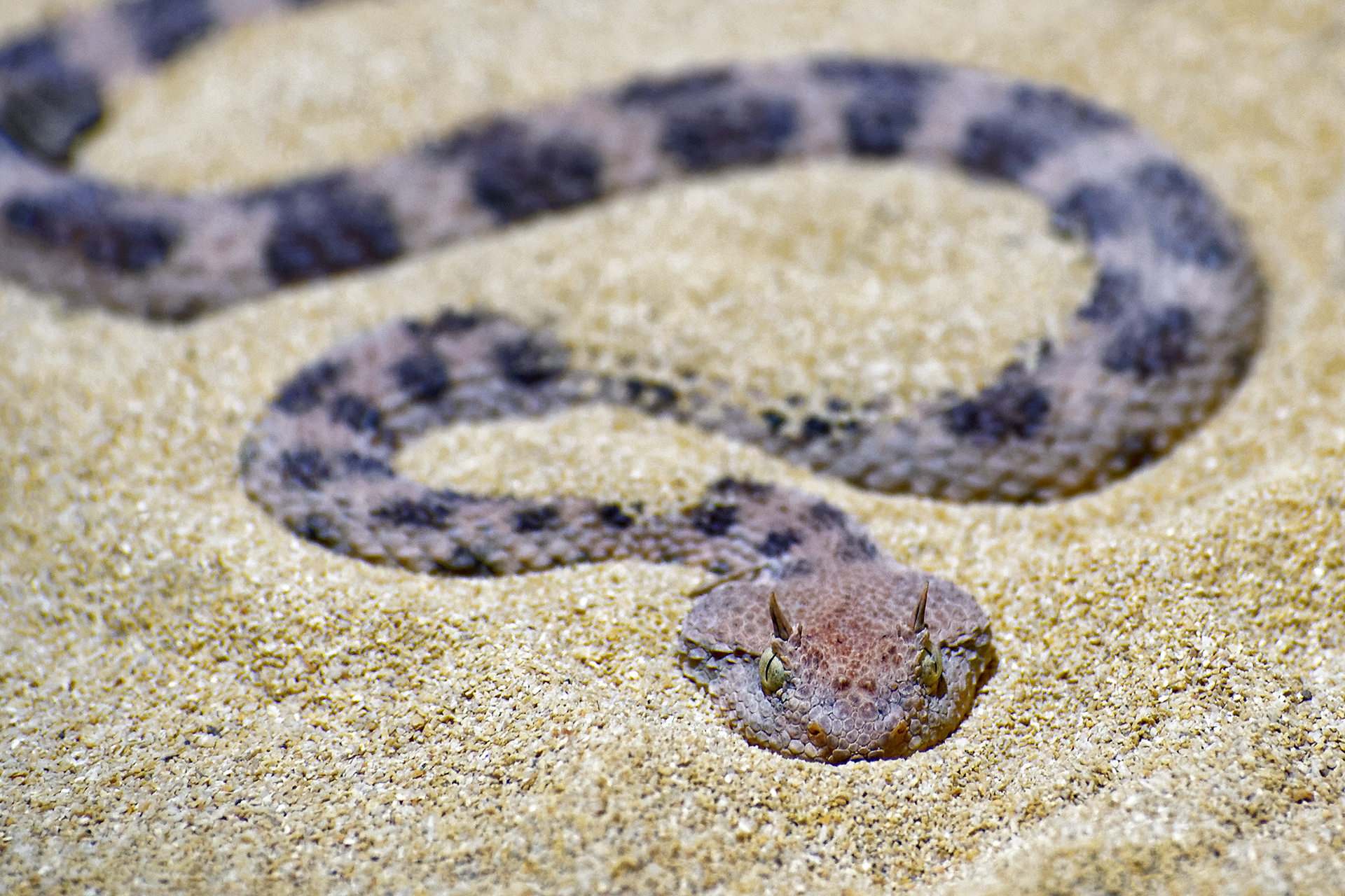 Horned viper - Cerastes cerastes