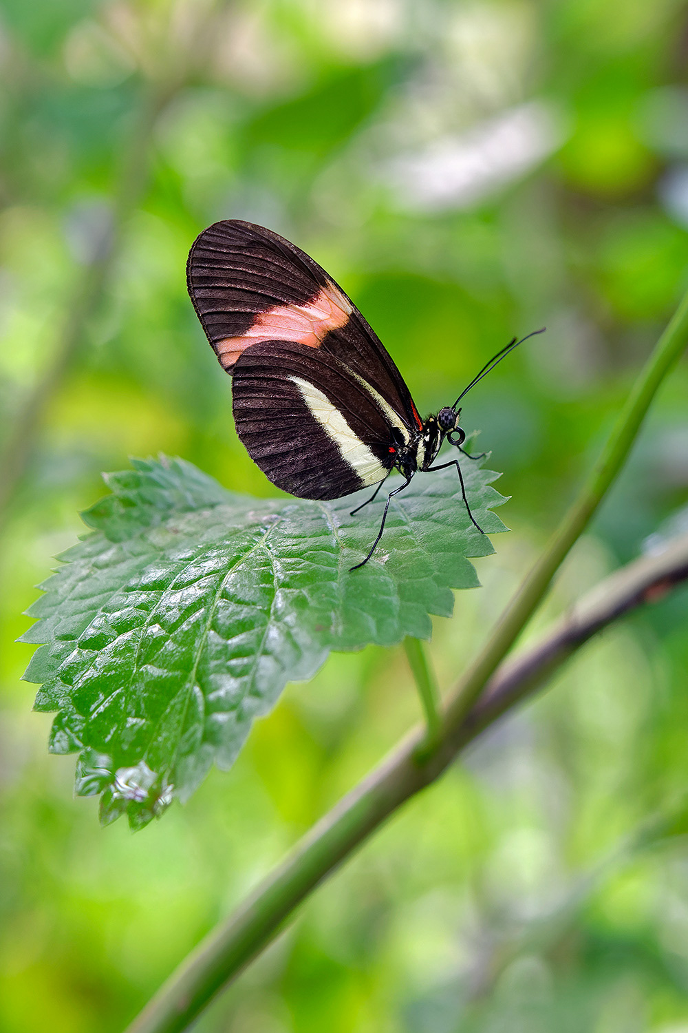 Postman butterfly - Heliconius melpomene