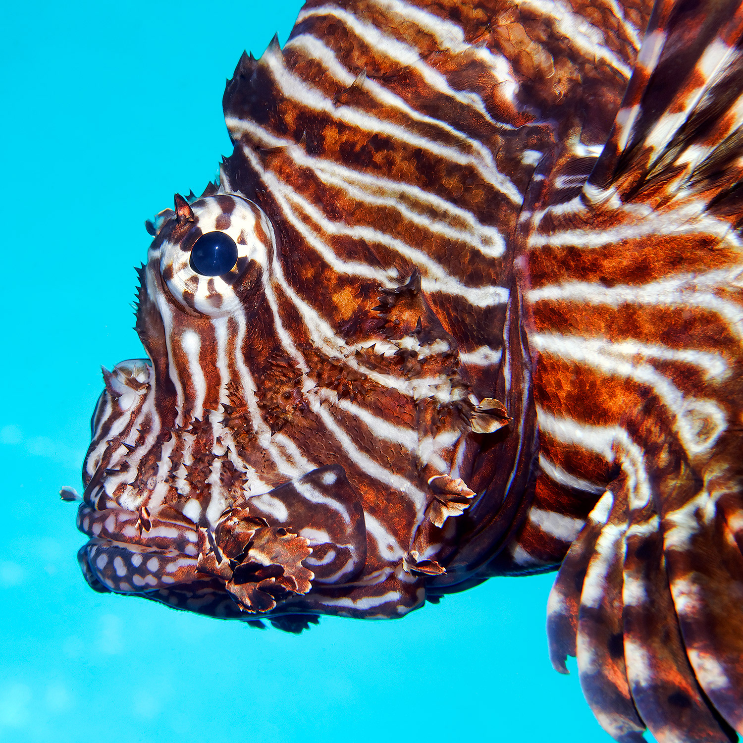 Common lionfish - Pterois miles