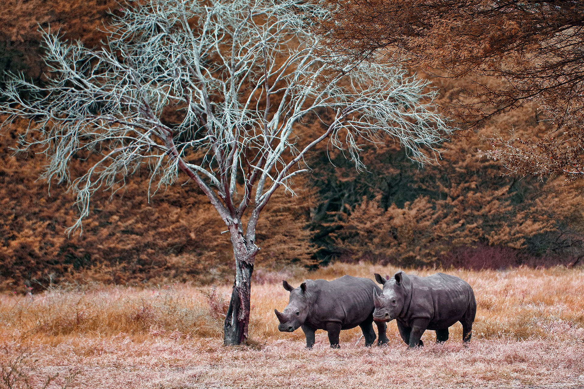 Southern white rhinoceros - Ceratotherium simum simum