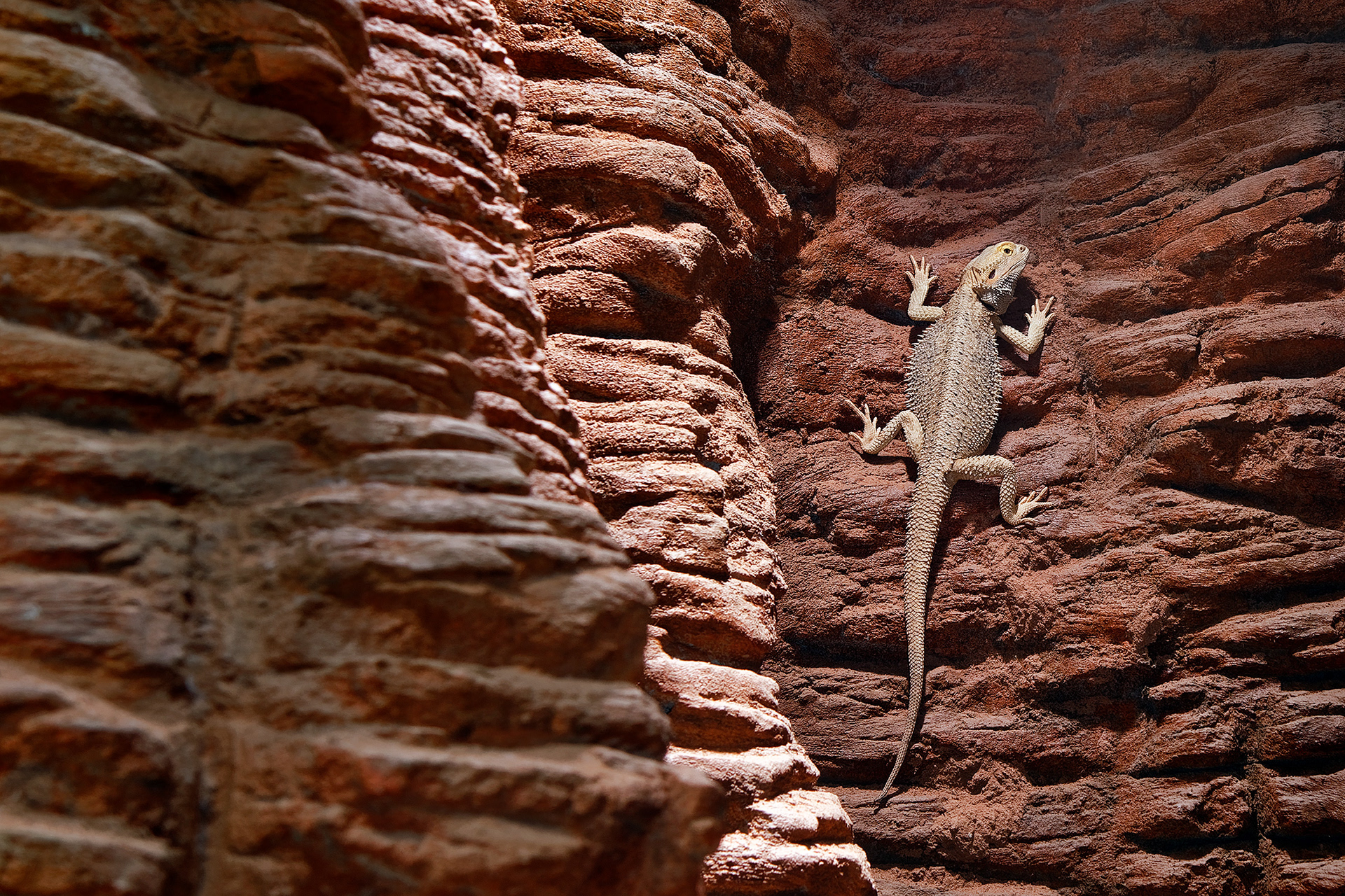 Central bearded dragon - Pogona vitticeps