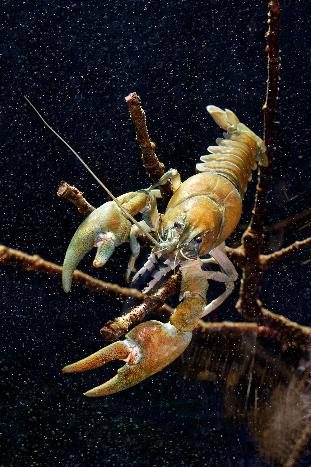 Signal crayfish - Pacifastacus leniusculus