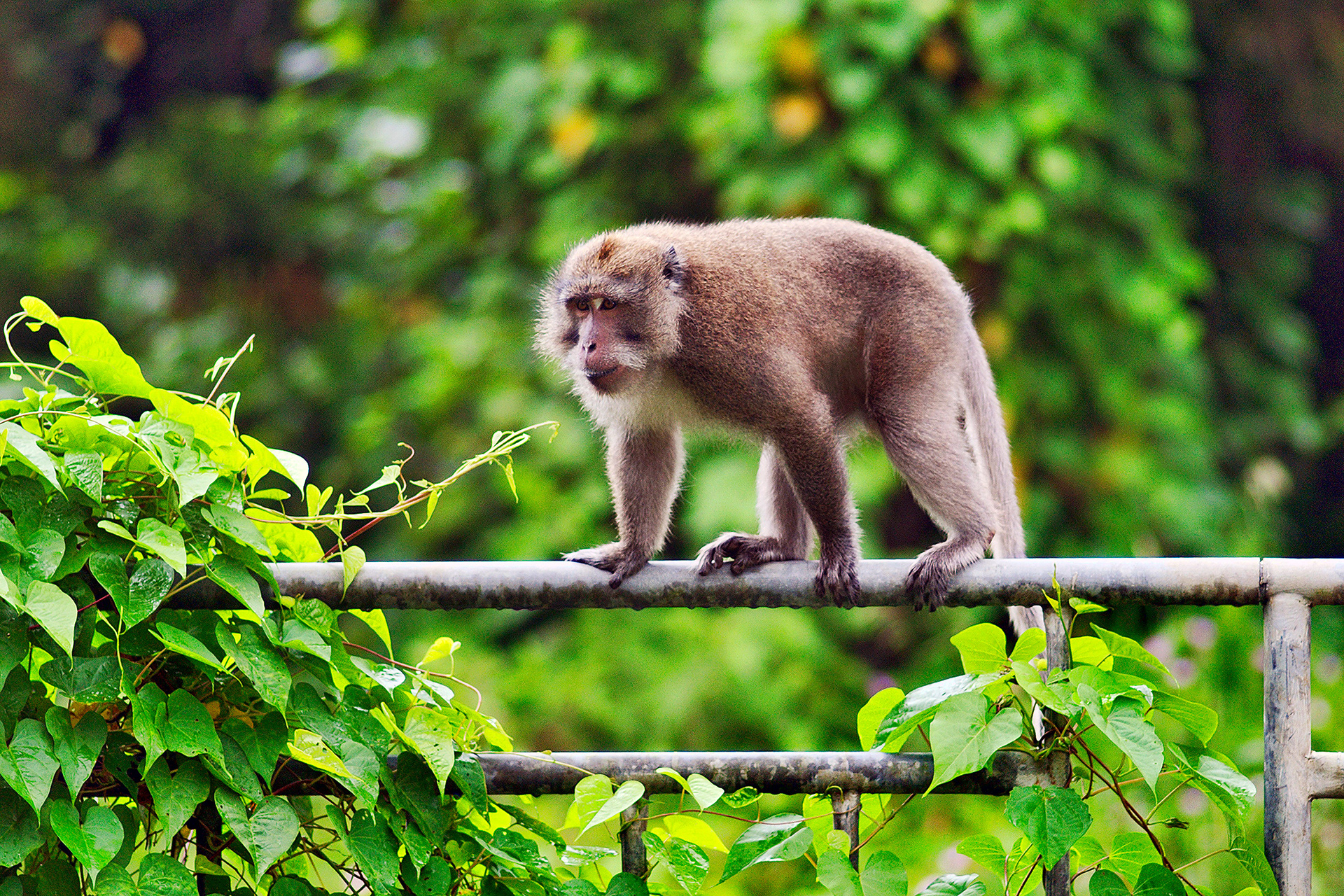 Crab-eating macaque - Macaca fascicularis