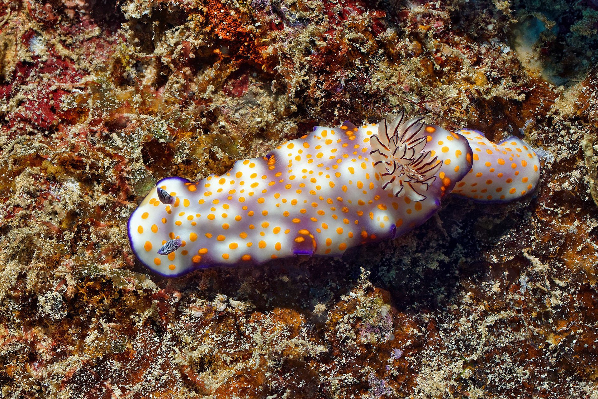 Dorid nudibranch - Hypselodoris pulchella