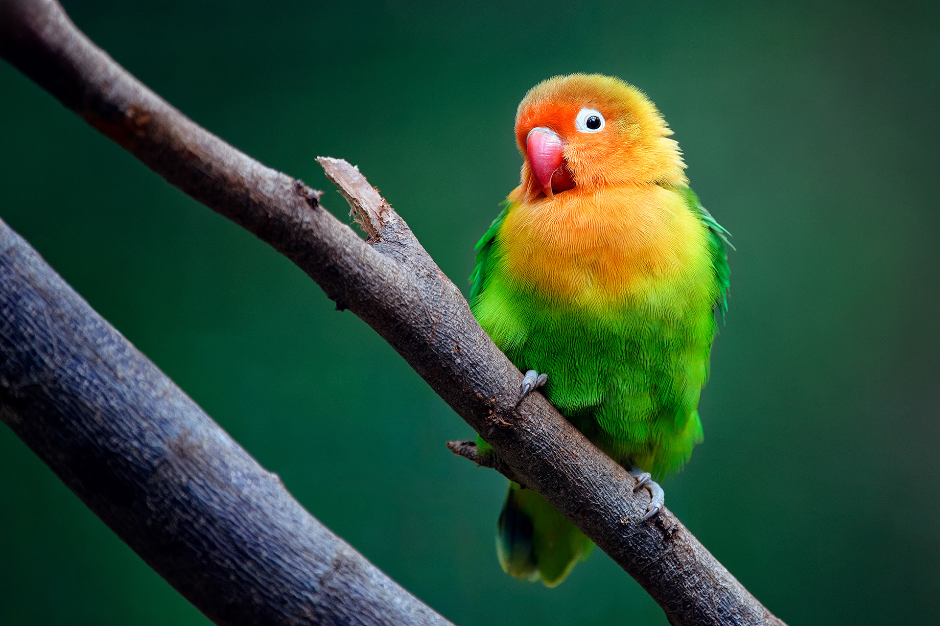 Fischer's lovebird - Agapornis fischeri