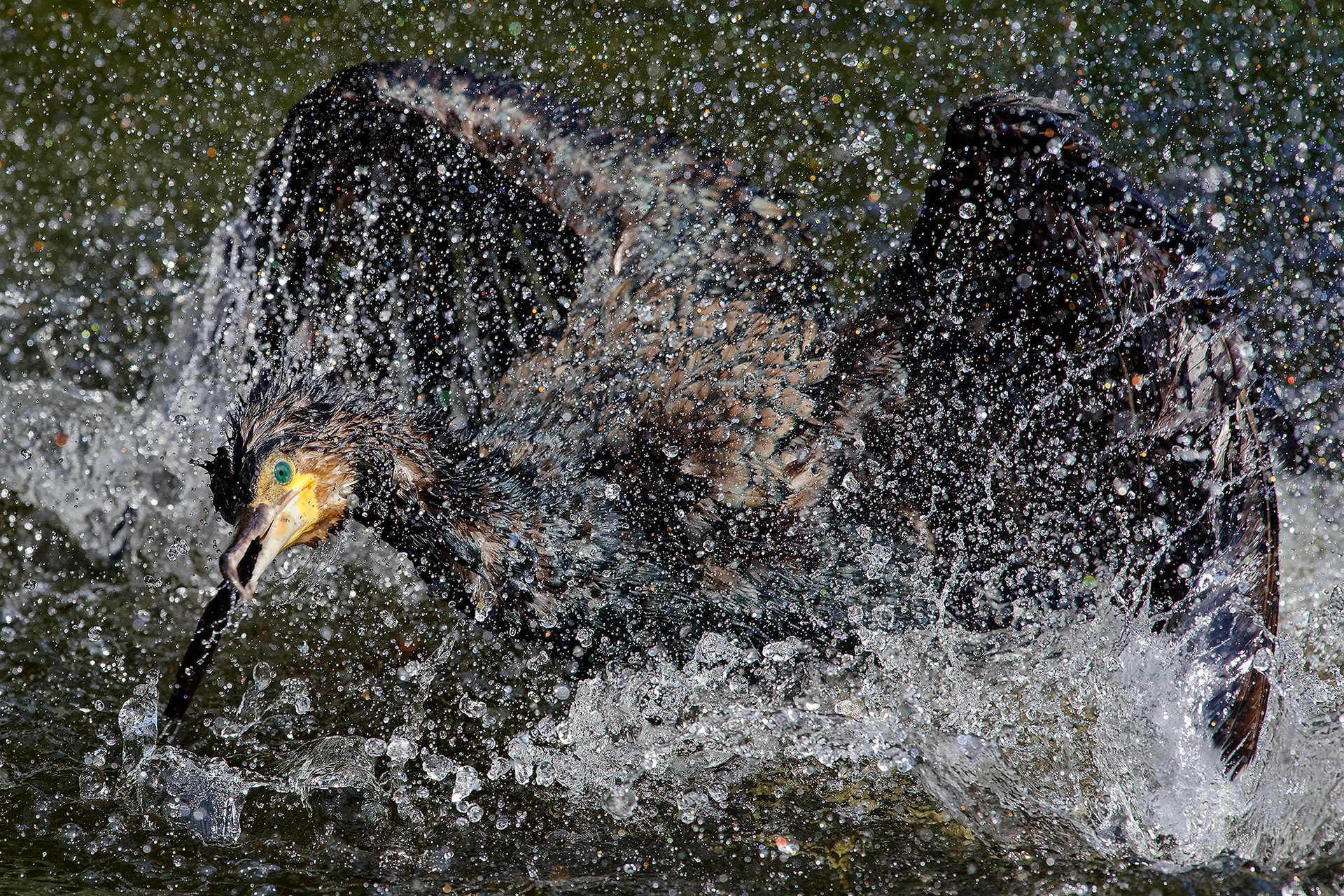Great cormorant - Phalacrocorax carbo