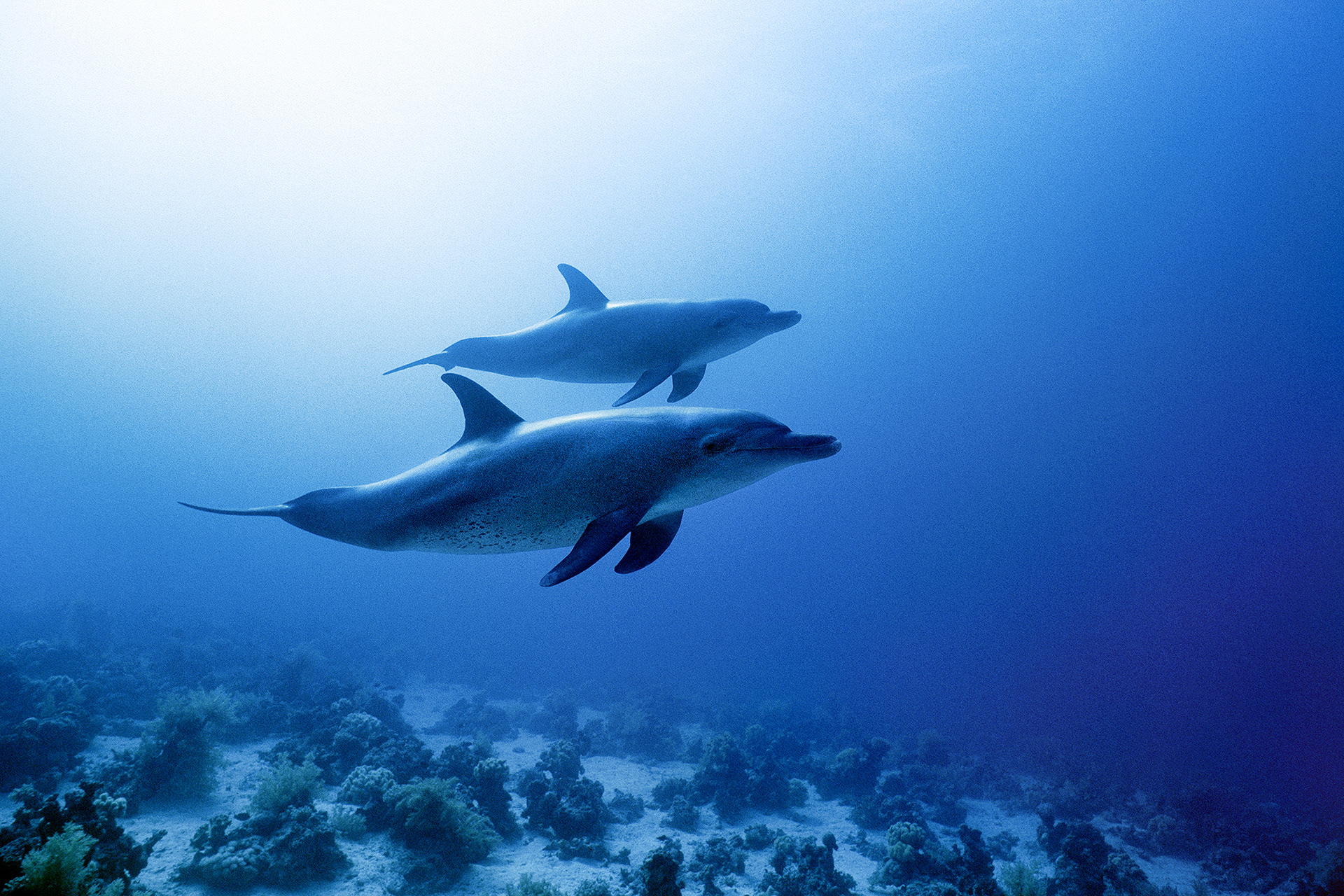 Bottlenose dolphin - Tursiops truncatus
