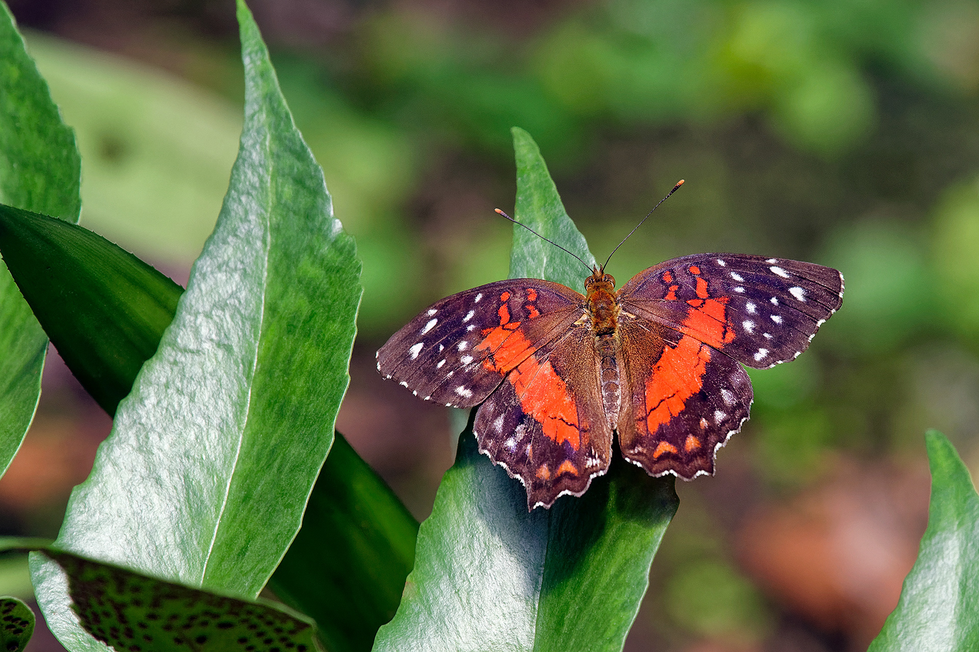 Brown peacock butterfly - Anartia amathea
