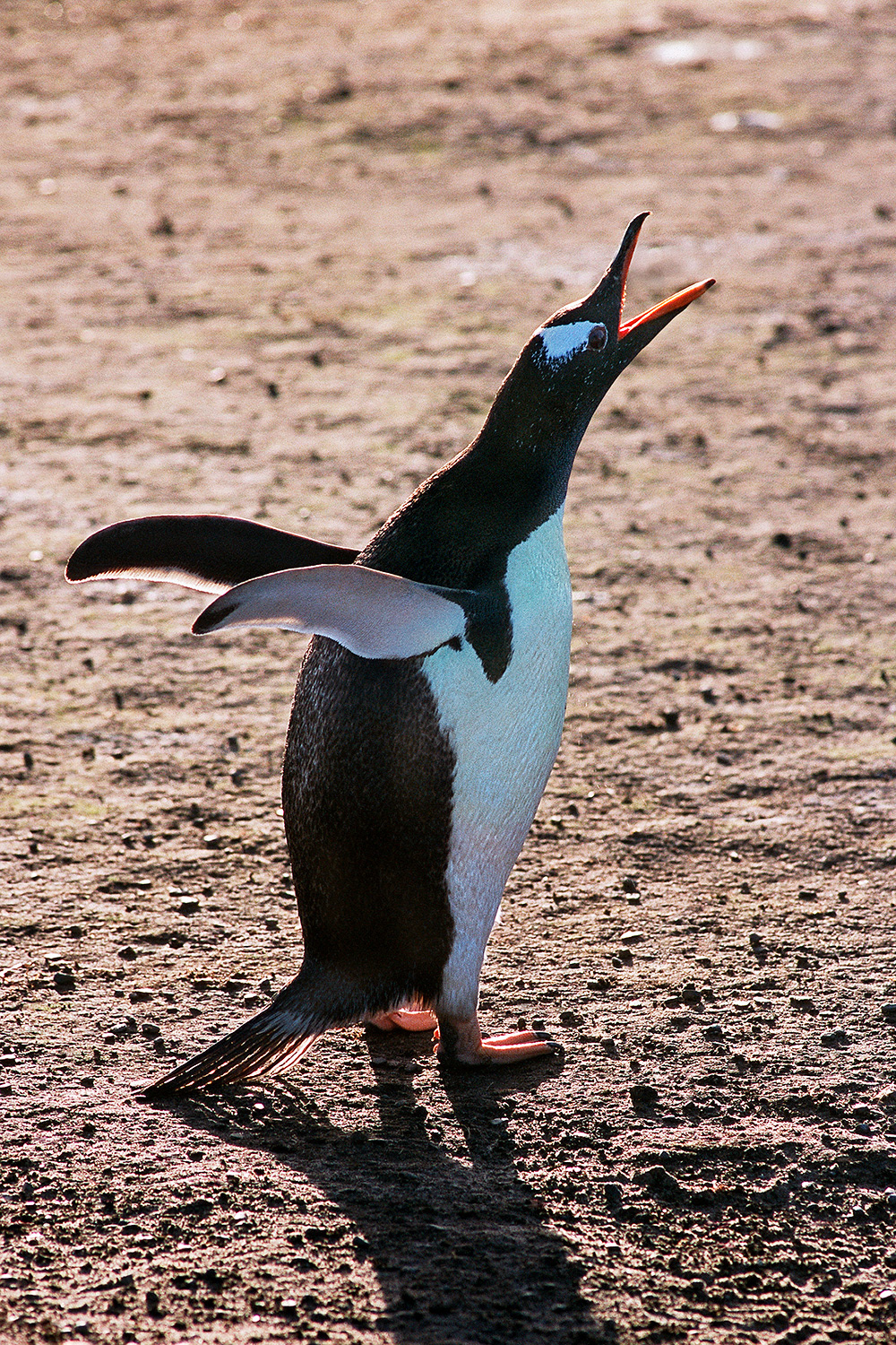 Gentoo penguin - Pygoscelis papua