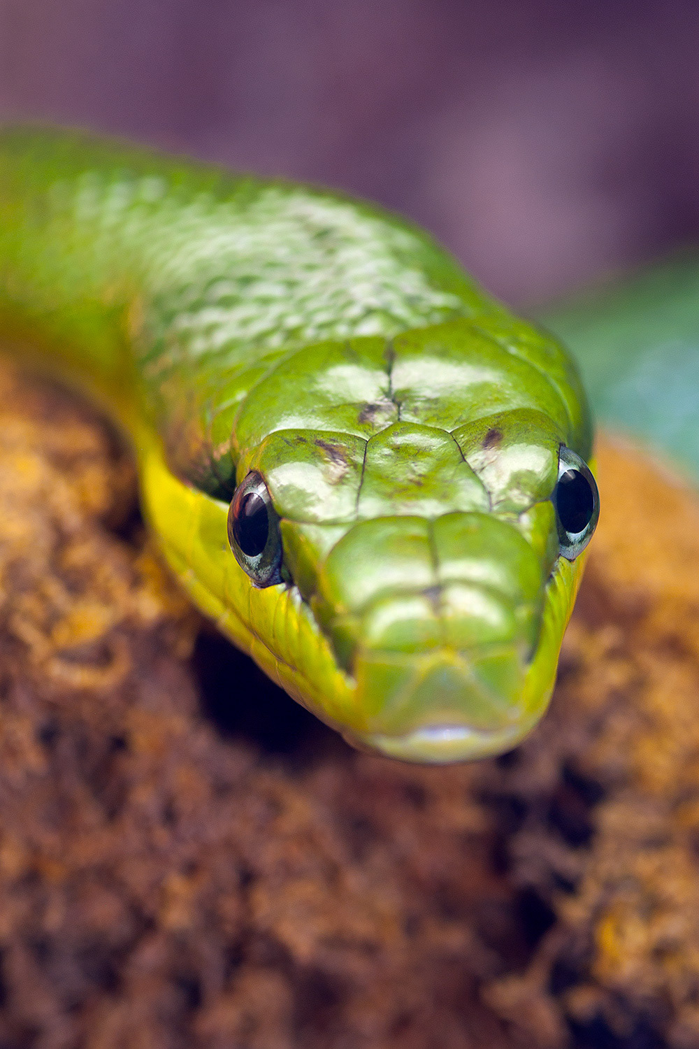 Arboreal ratsnake - Gonyosoma oxycephalum