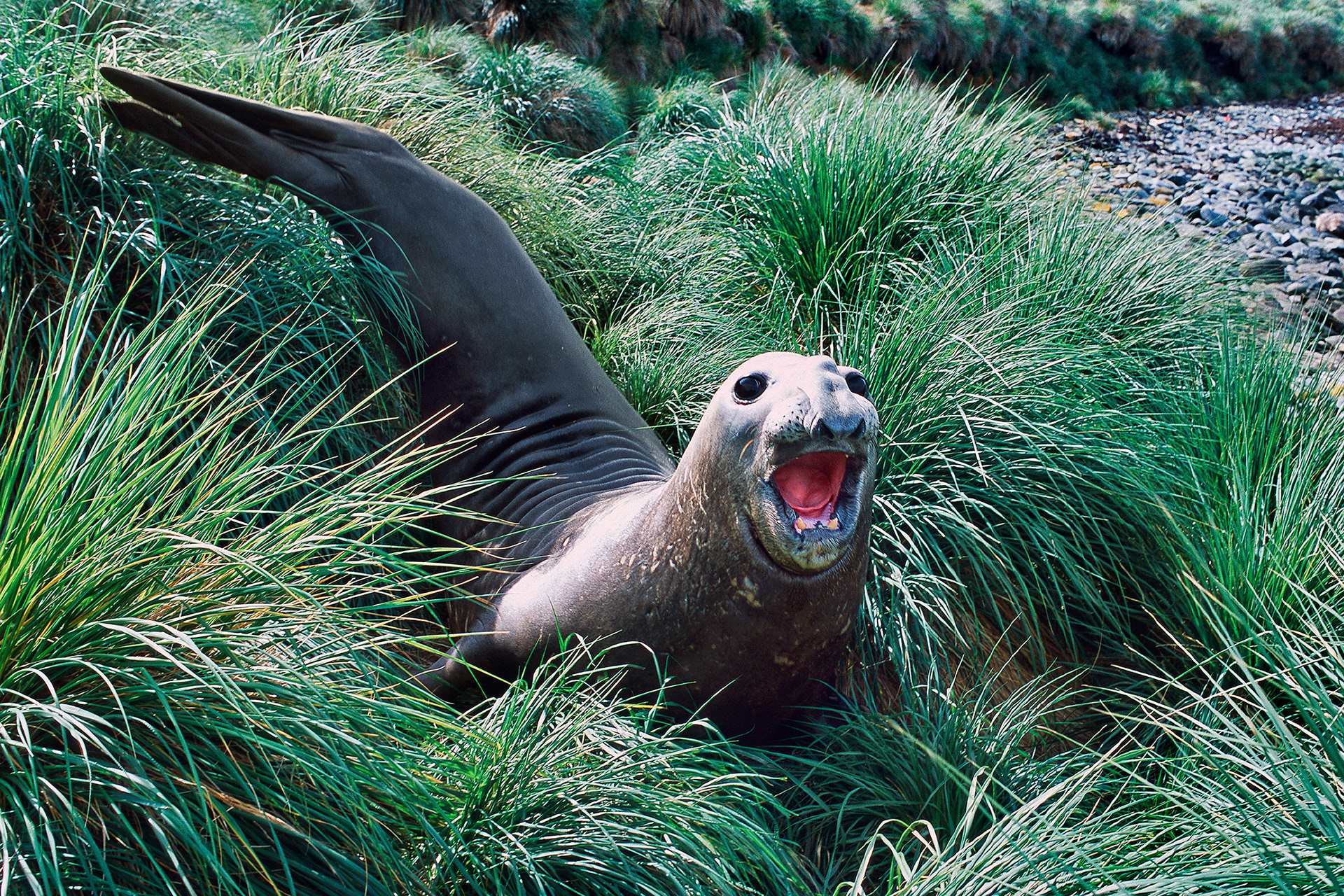 Southern Elephant seal - Mirounga leonina