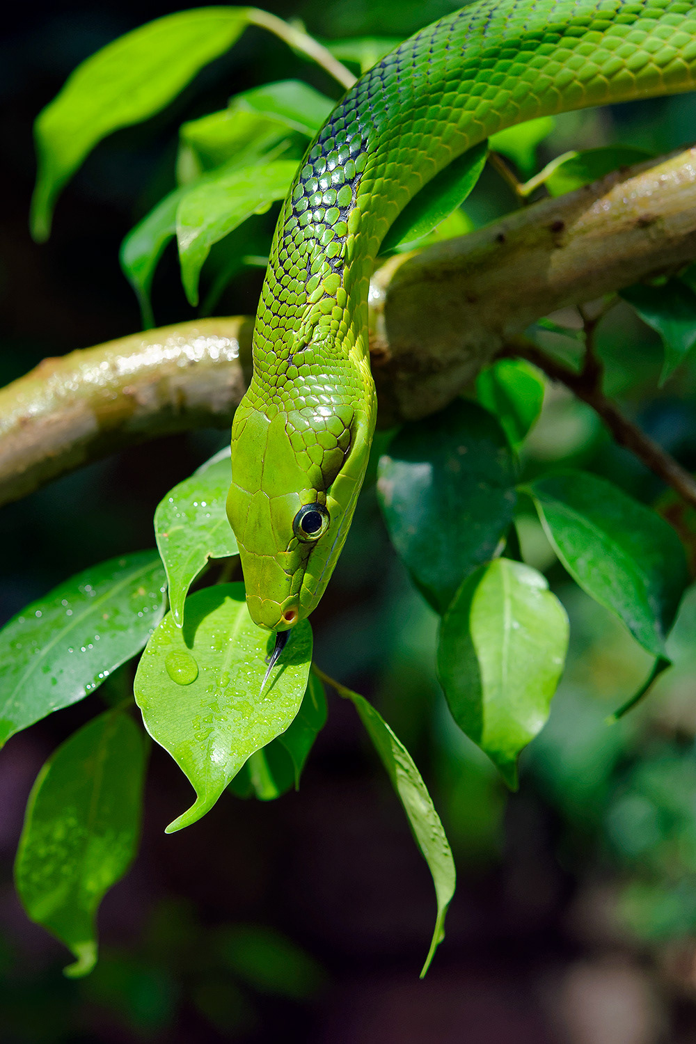 Arboreal ratsnake - Gonyosoma oxycephalum