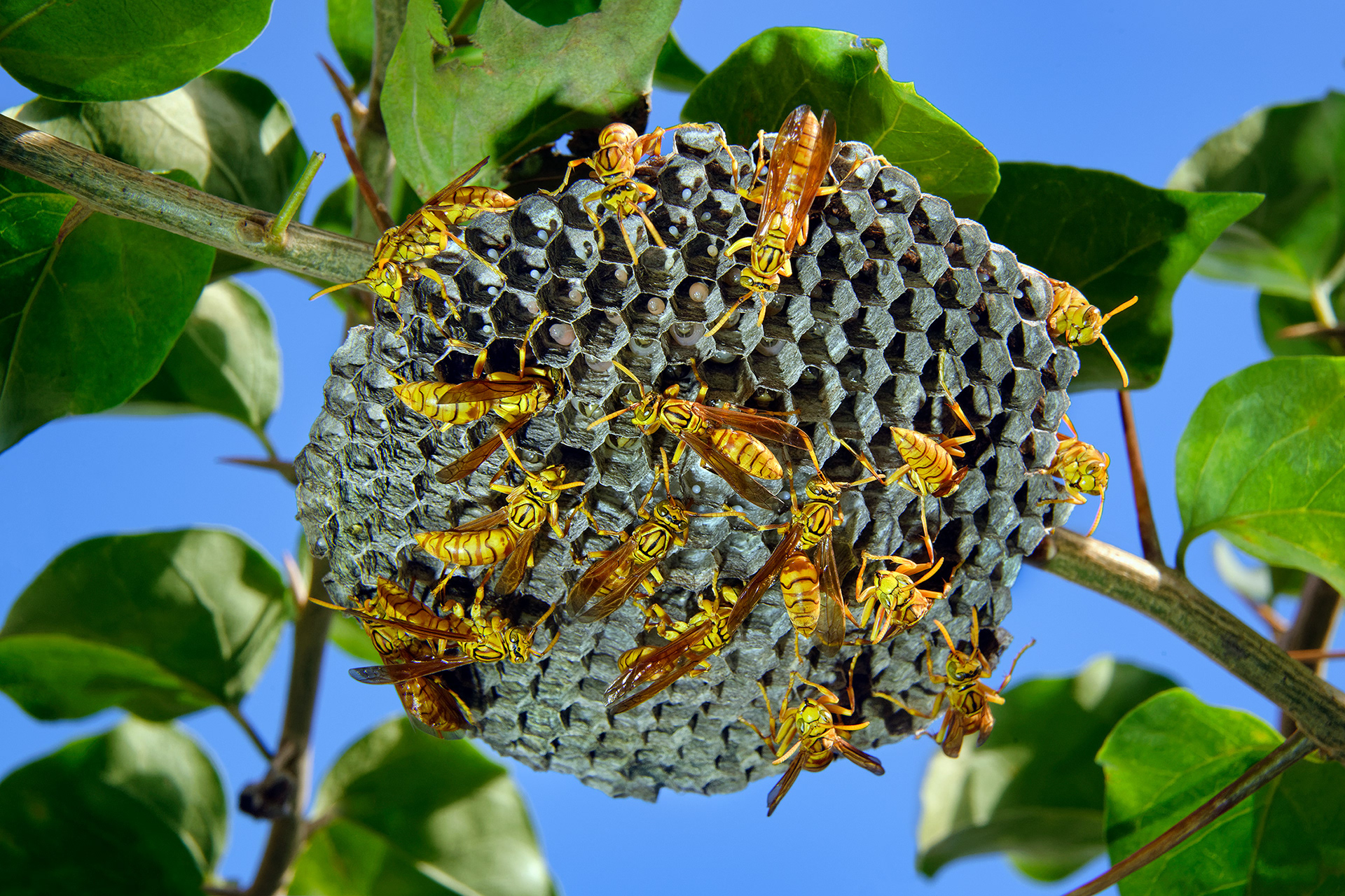 Indian paper wasp - Polistes hebraeus