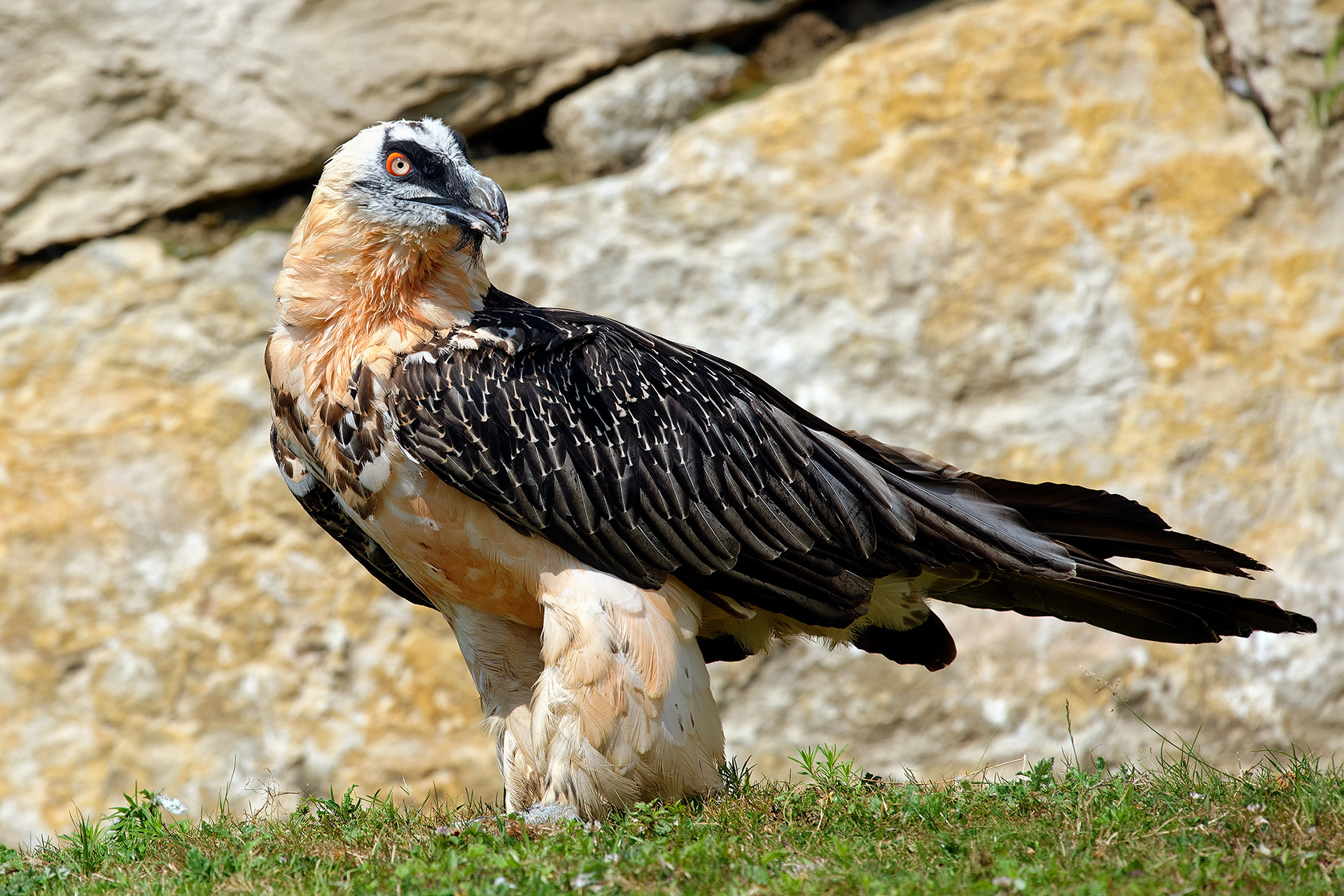 Bearded vulture - Gypaetus barbatus