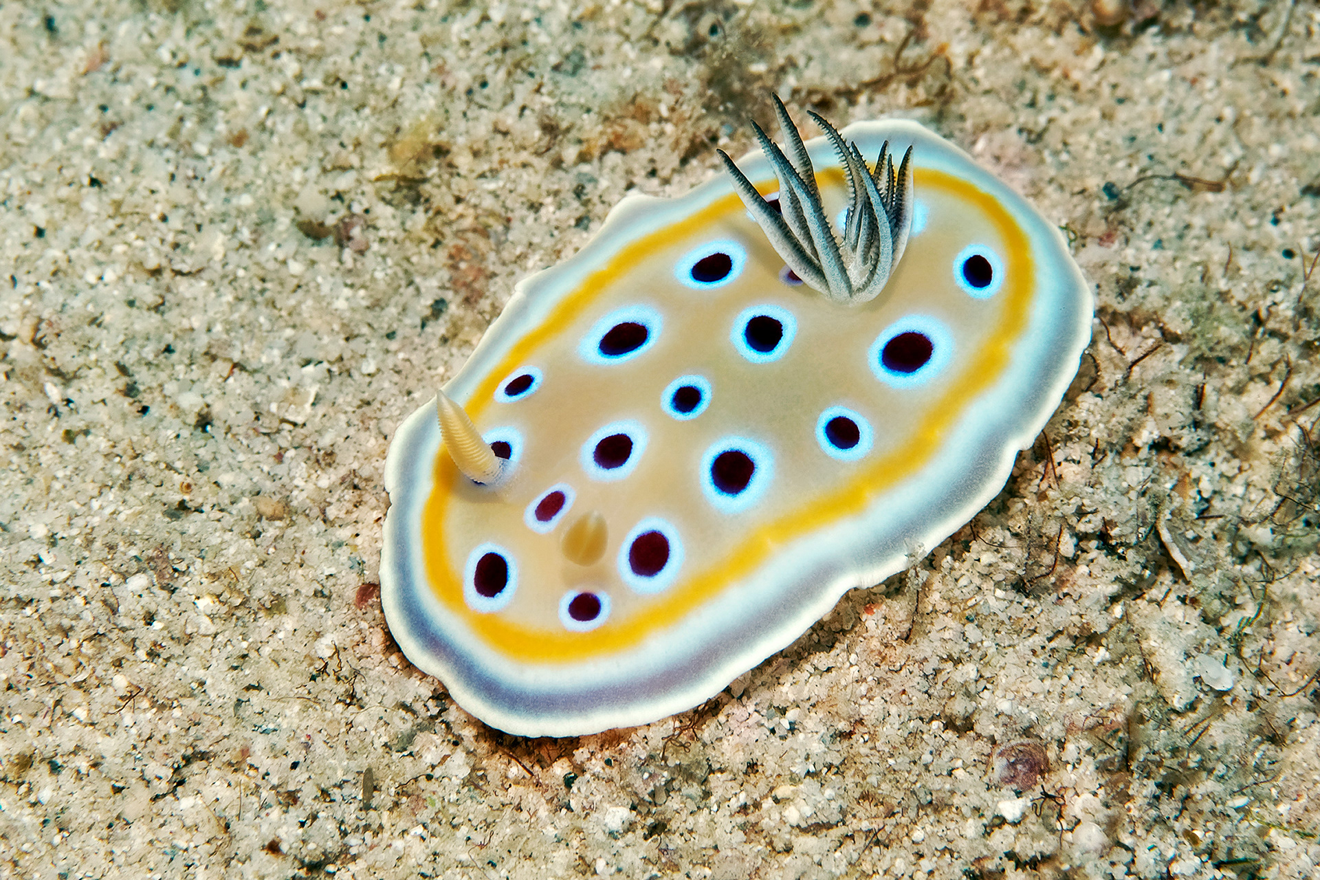 Gem sea slug - Goniobranchus geminus