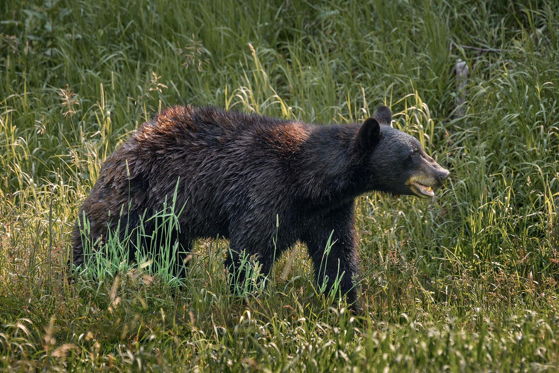 American black bear - Ursus americanus