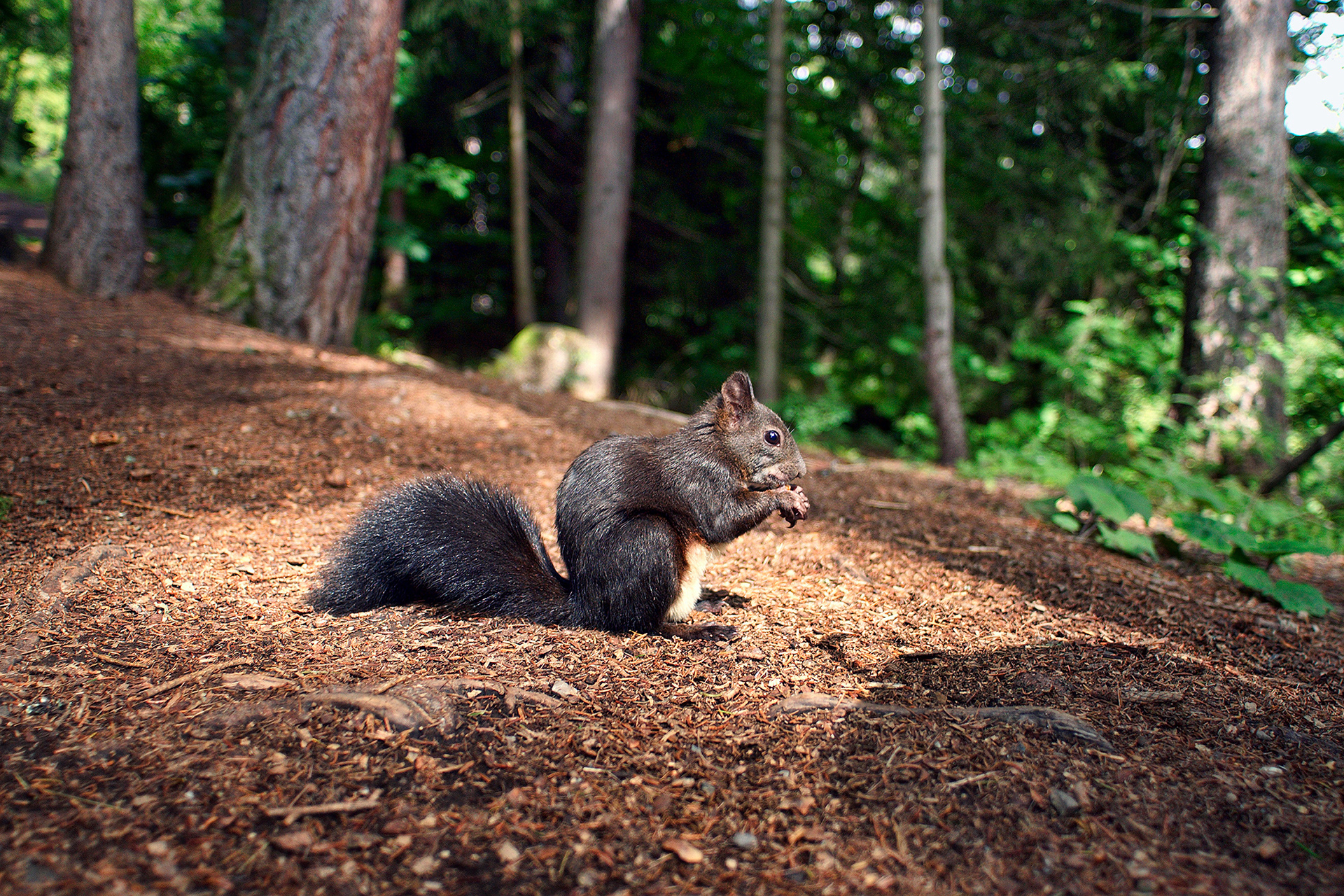 Red squirrel - Sciurus vulgaris