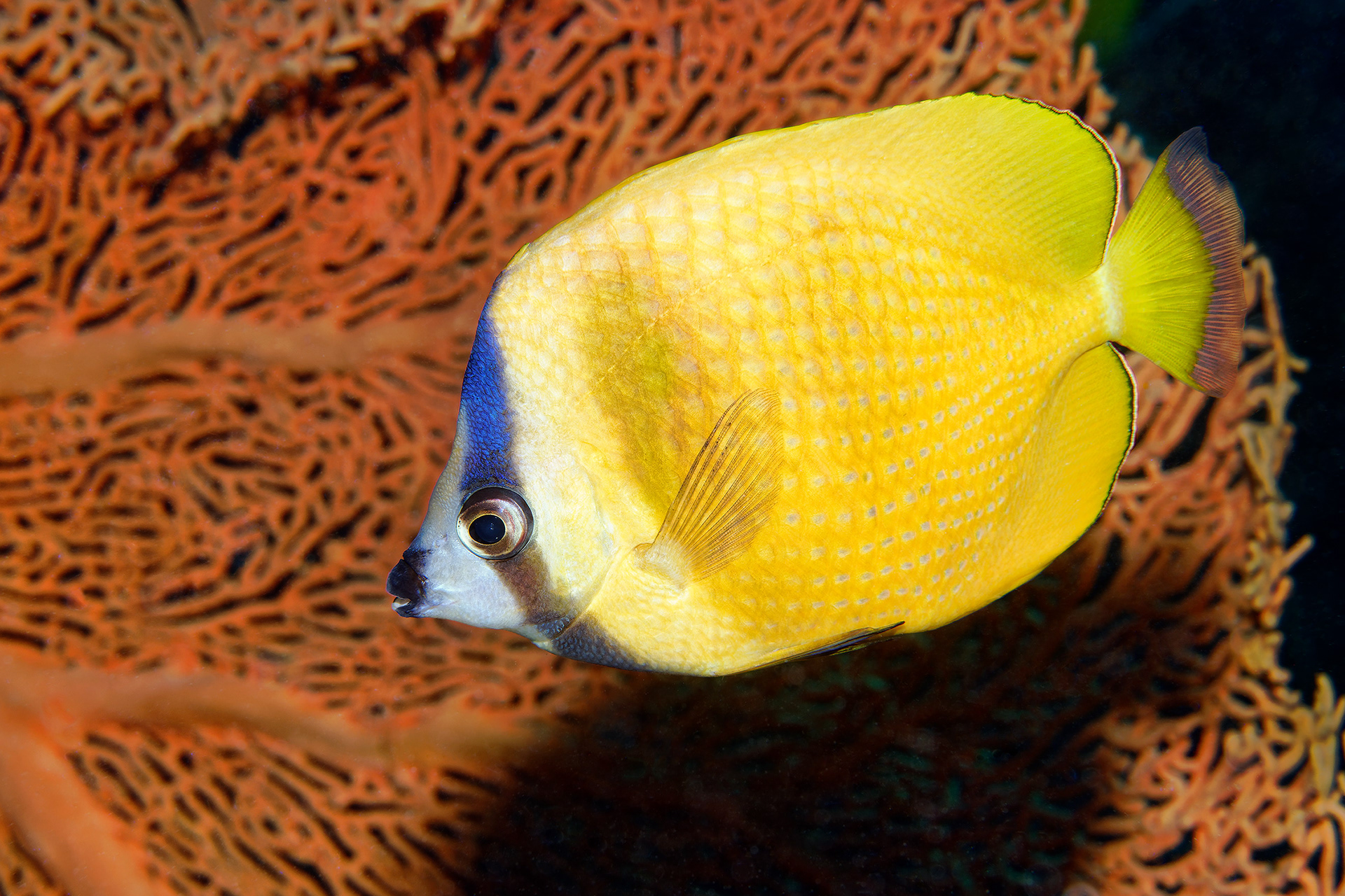 Klein's butterflyfish - Chaetodon kleinii
