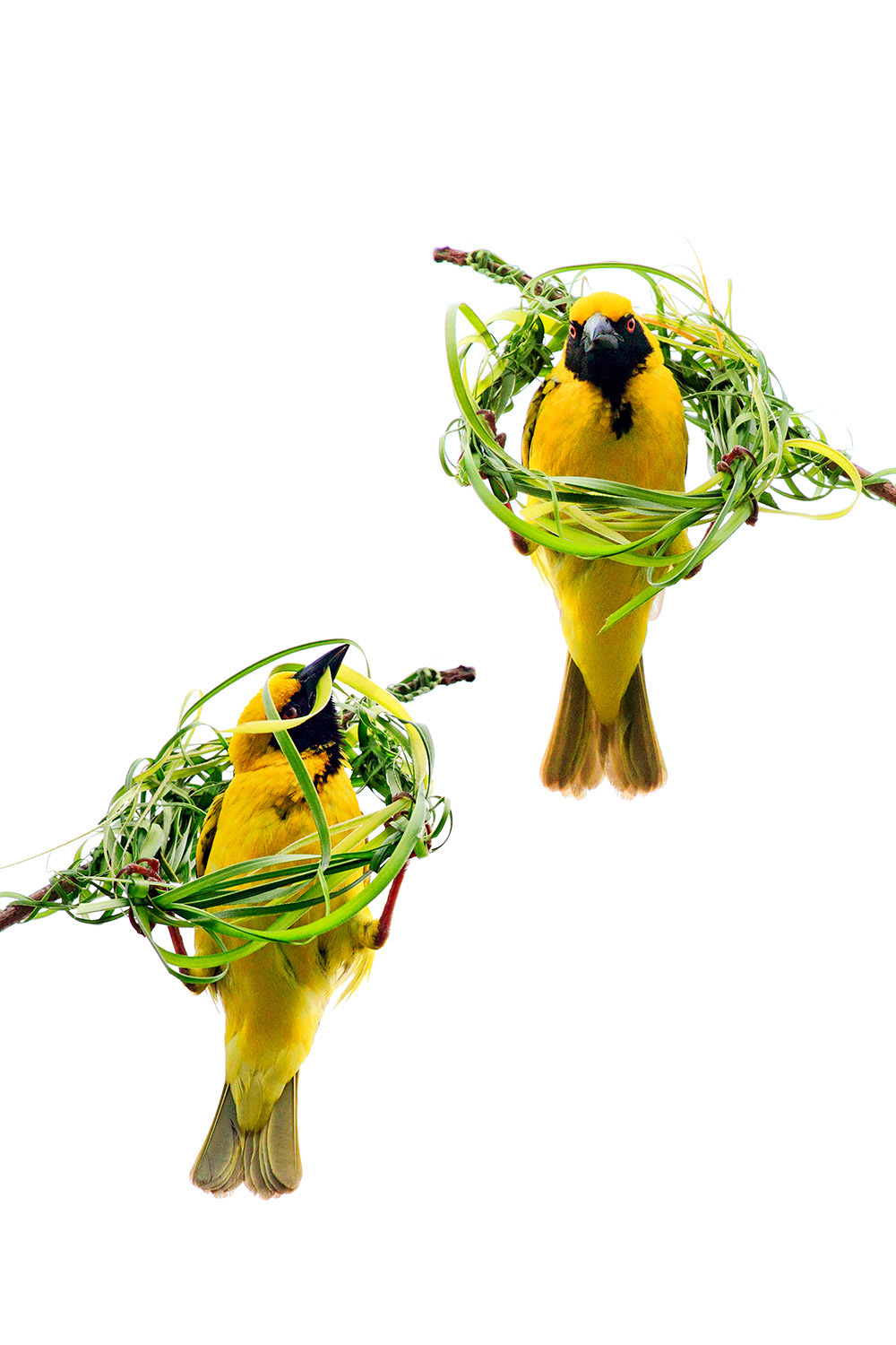 Village weaver (male) - Ploceus cucullatus