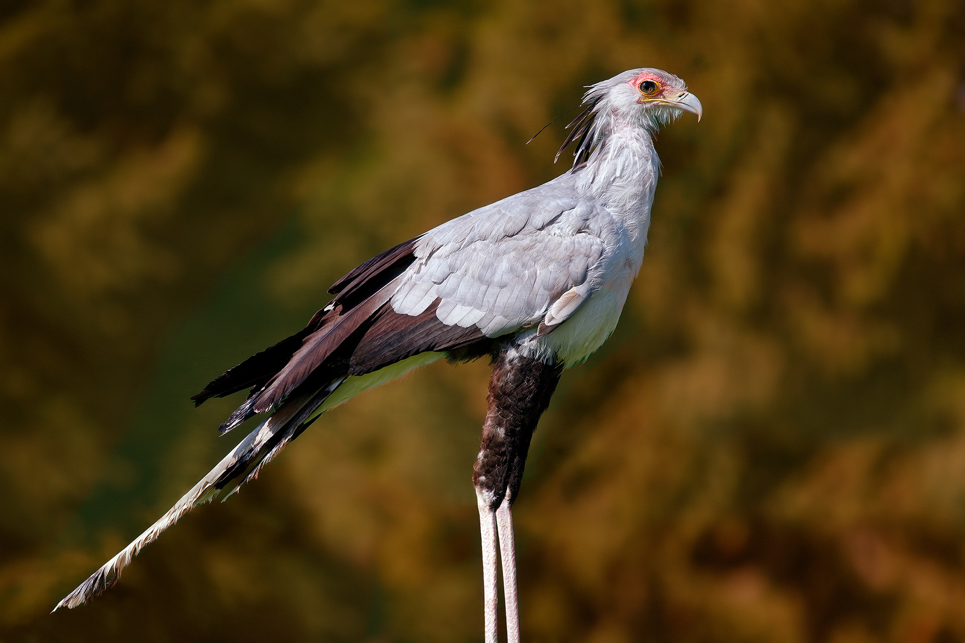 Secretary bird - Sagittarius serpentarius