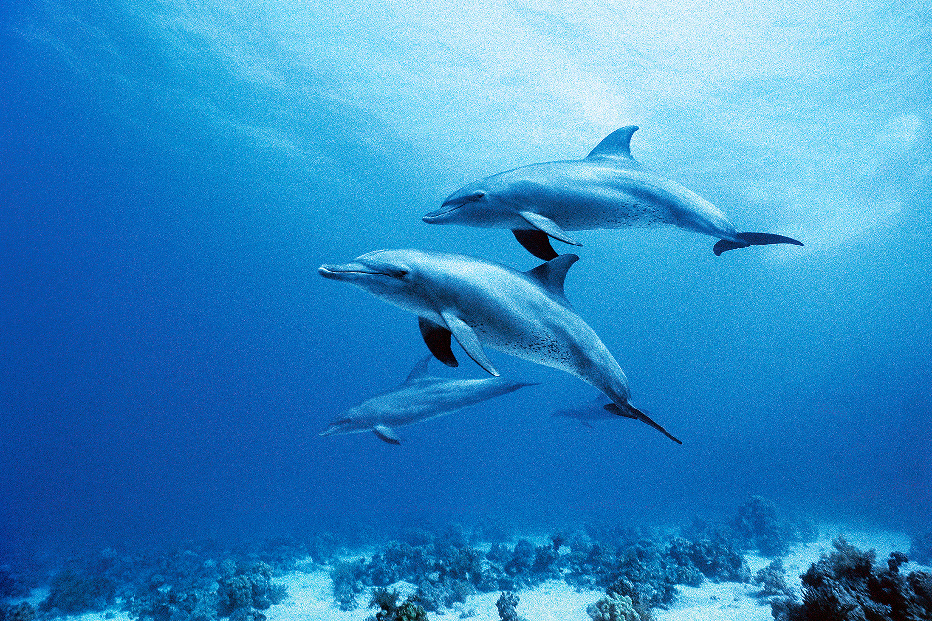Bottlenose dolphin - Tursiops truncatus