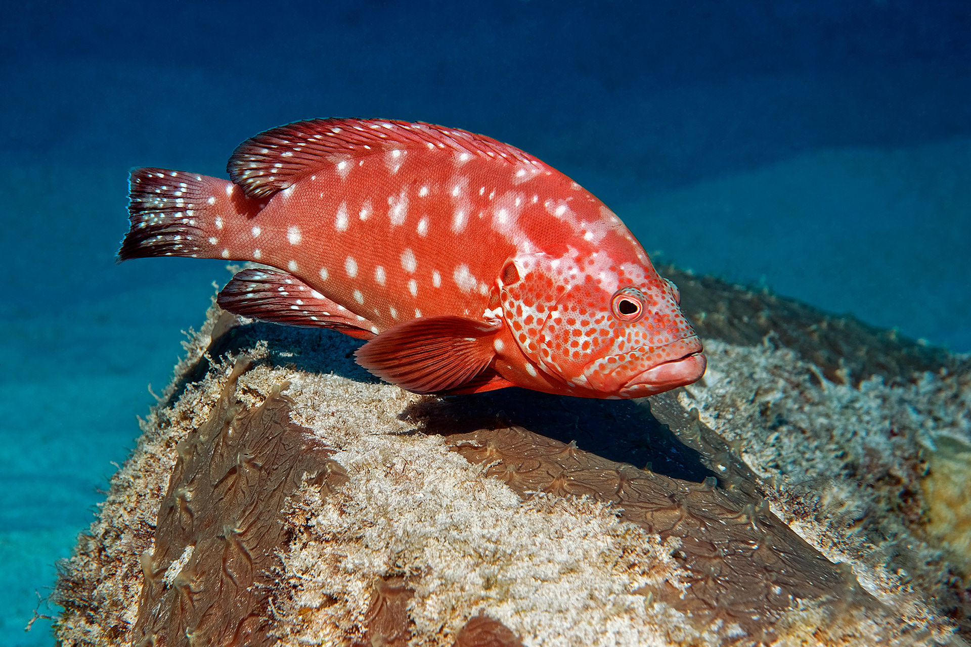 Tomato grouper - Cephalopholis sonnerati
