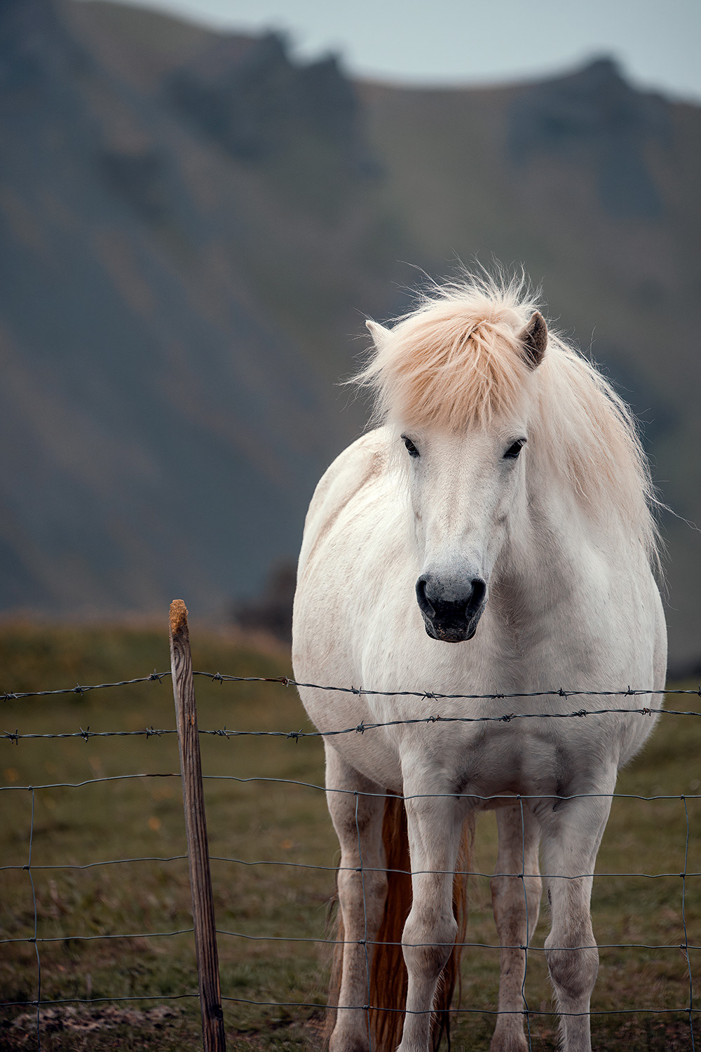 Icelandic horse - Equus ferus caballus