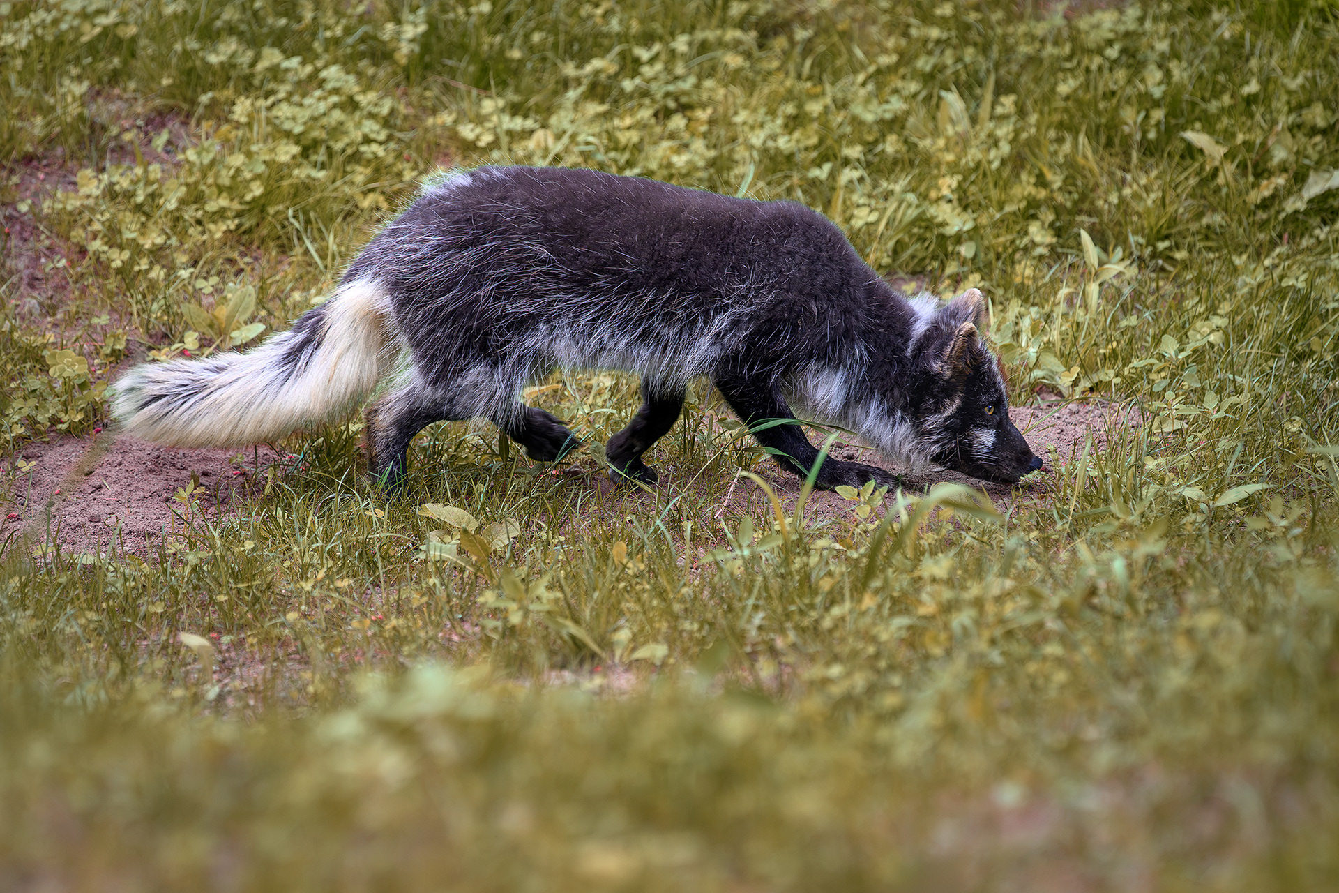 Arctic fox (summer coat) - Vulpes lagopus