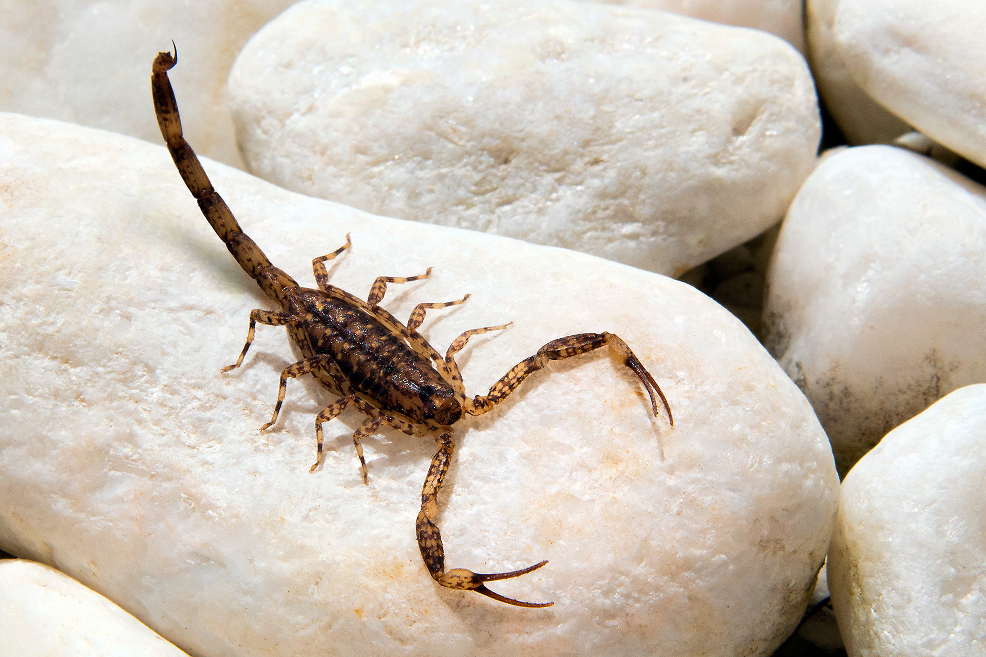 Lesser brown scorpion - Isometrus maculatus